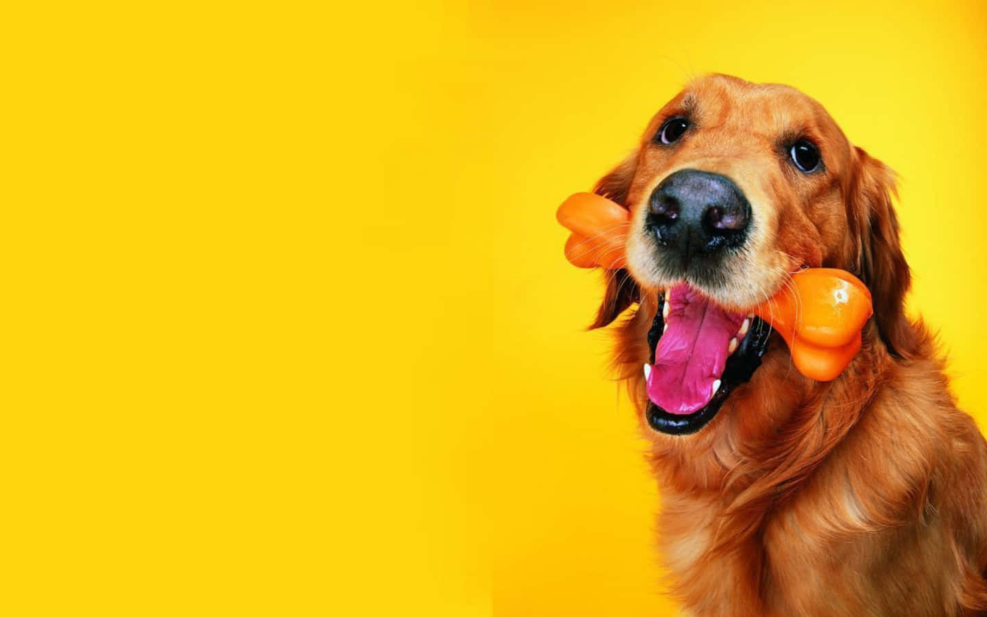 golden retriever, orange bone-shaped toy, bright yellow background, HD Desktop Wallpaper