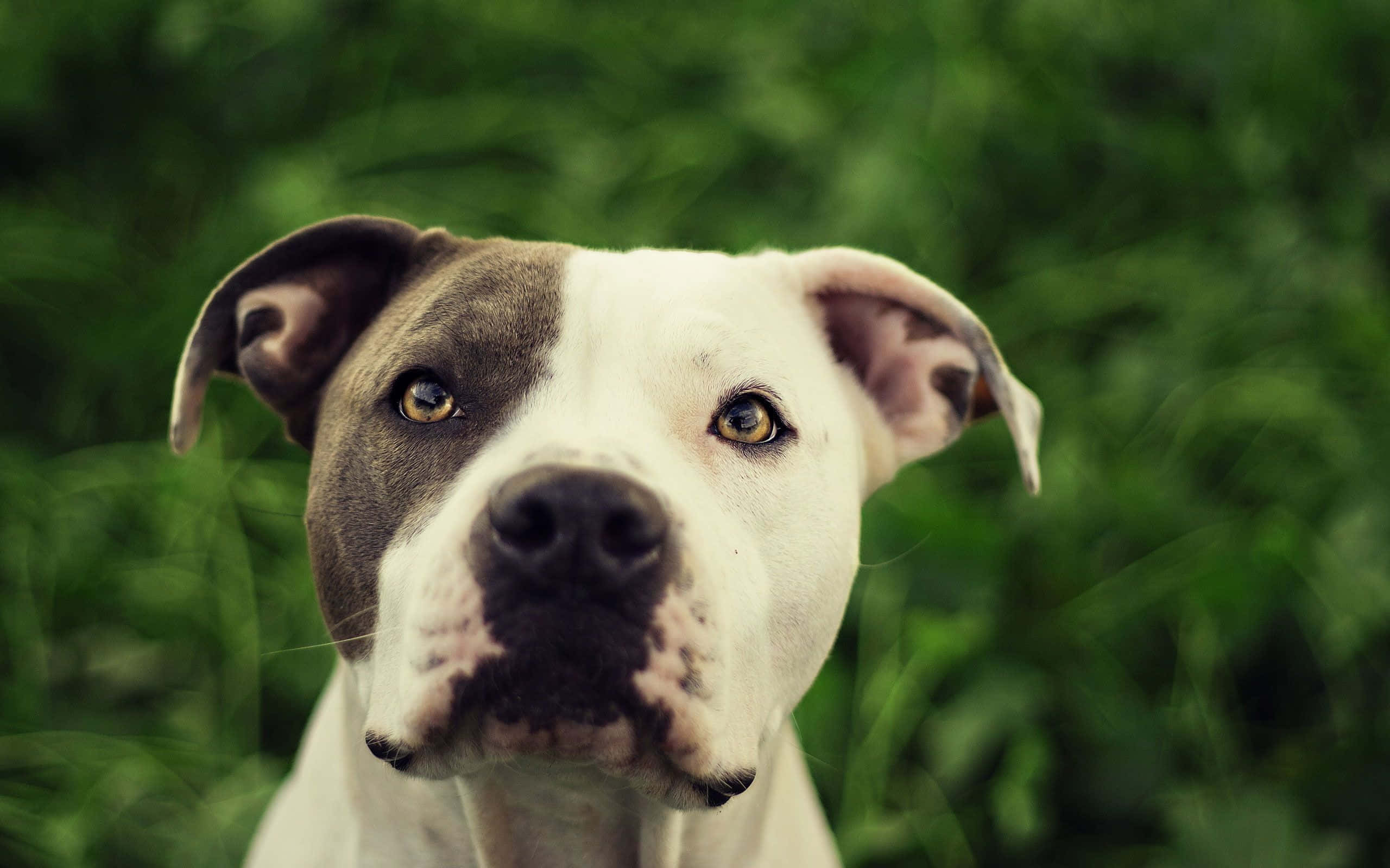 pit bull, white and gray fur, blurred green grass background, 2K Desktop Wallpaper