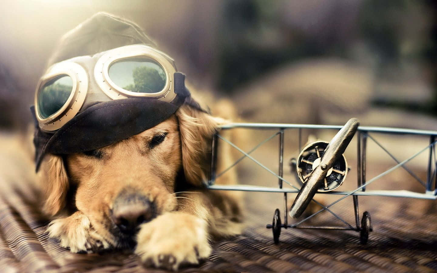 golden retriever, vintage aviator goggles, miniature biplane, HD Desktop Wallpaper