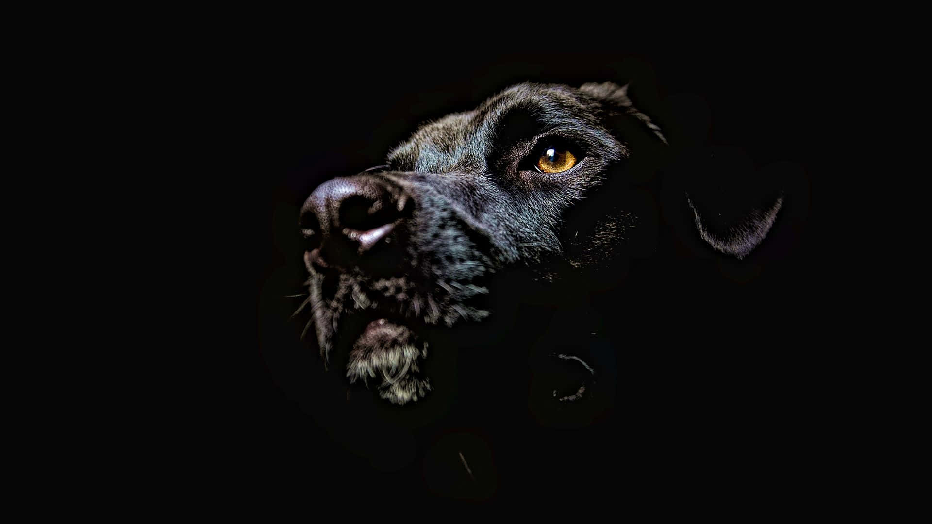 Cool Dog, black Labrador, amber eye, Full HD Desktop Wallpaper