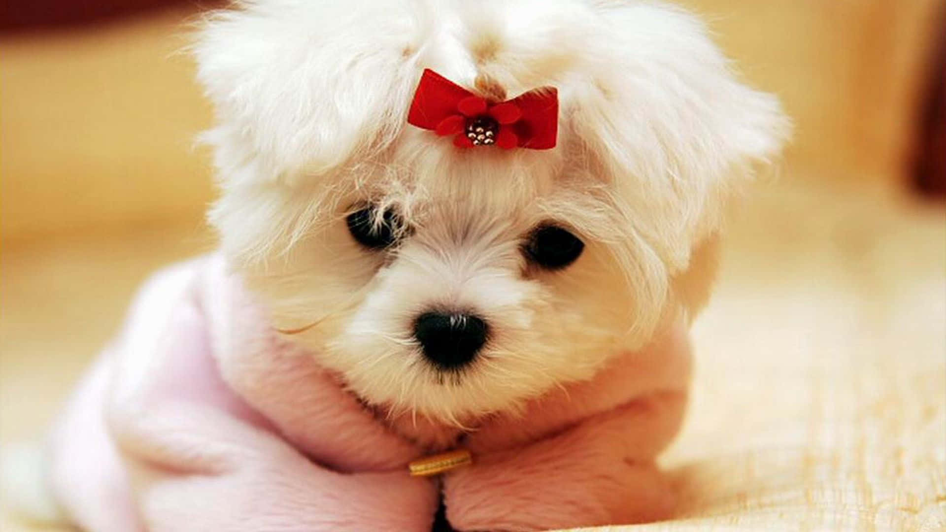 cool dog, fluffy white puppy, pink coat, Full HD Desktop Wallpaper