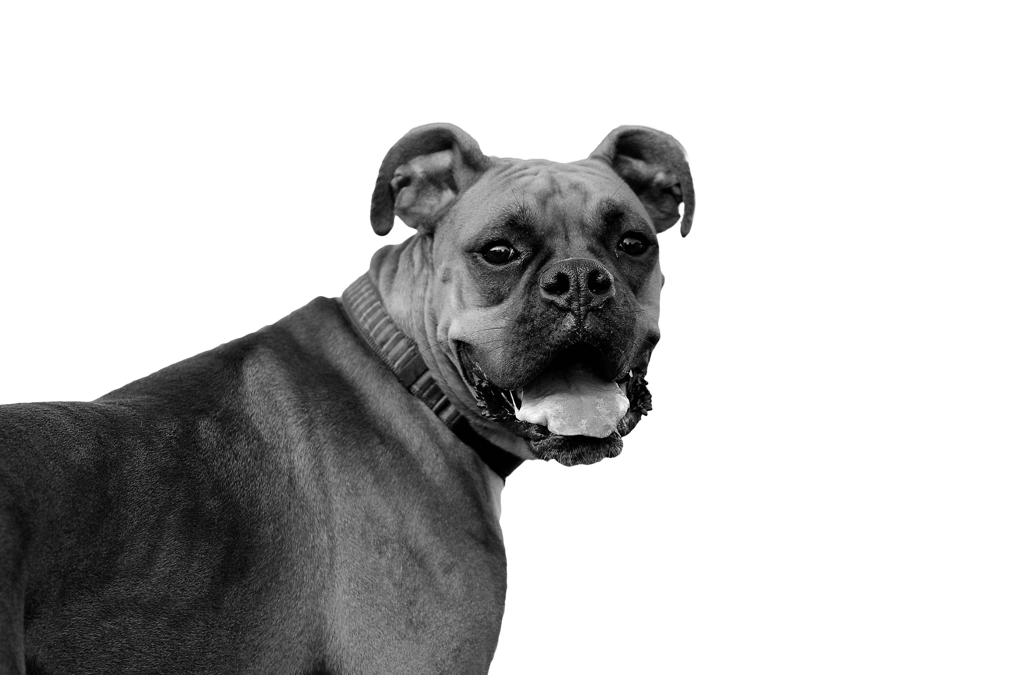 cool dog, boxer dog, black and white, 4K Desktop Wallpaper