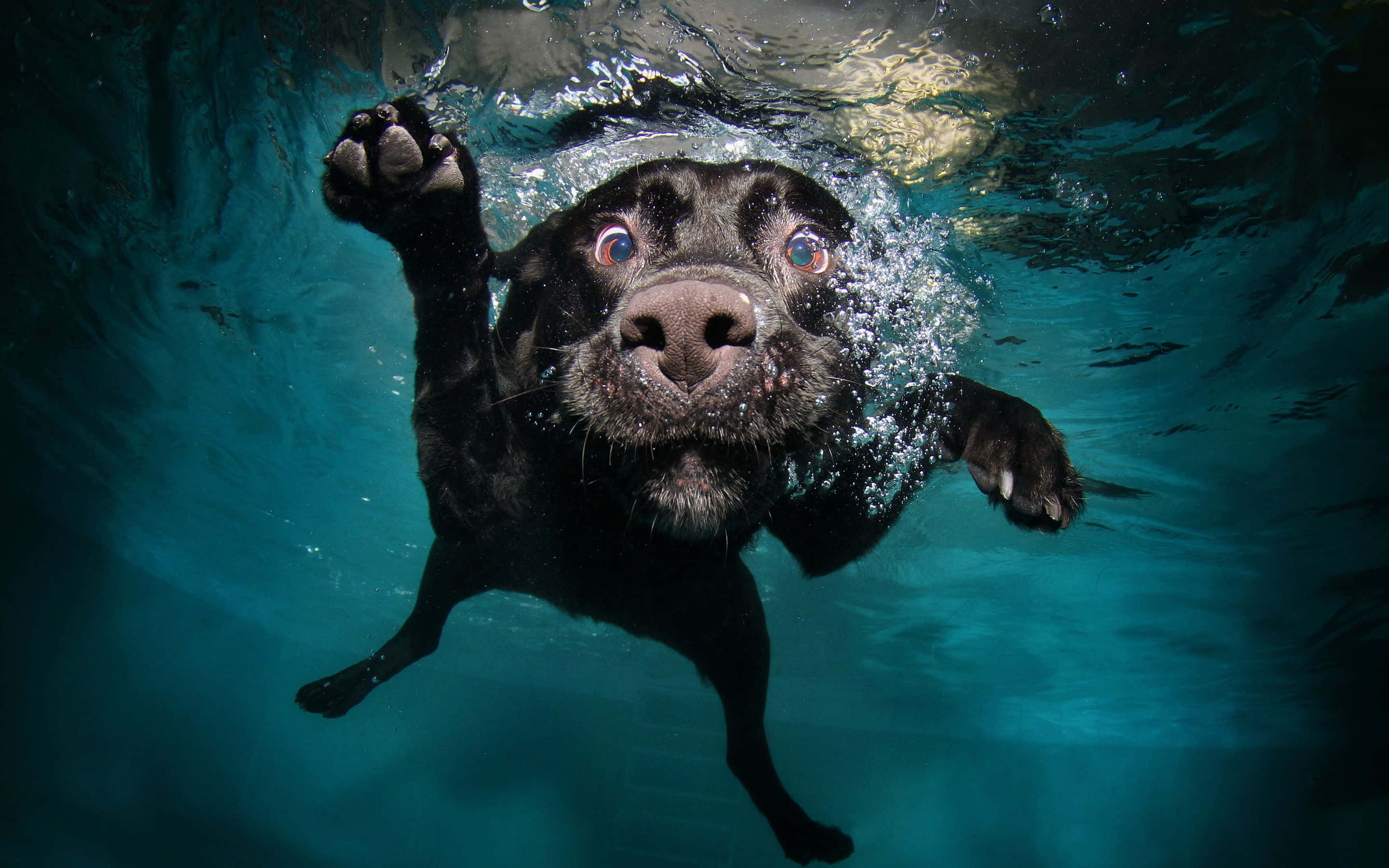 black dog, underwater, clear blue water, 2K Desktop Wallpaper