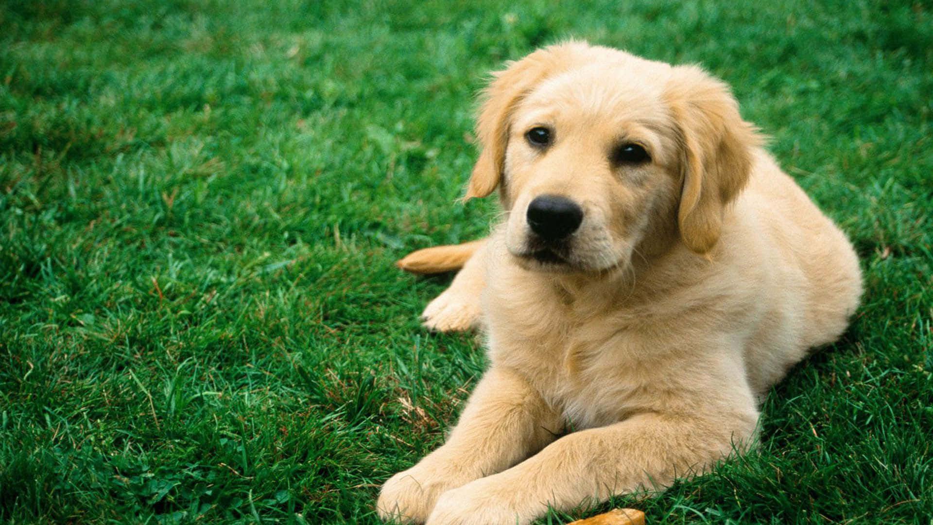 Cool Dog, golden retriever, fluffy, Full HD Desktop Wallpaper