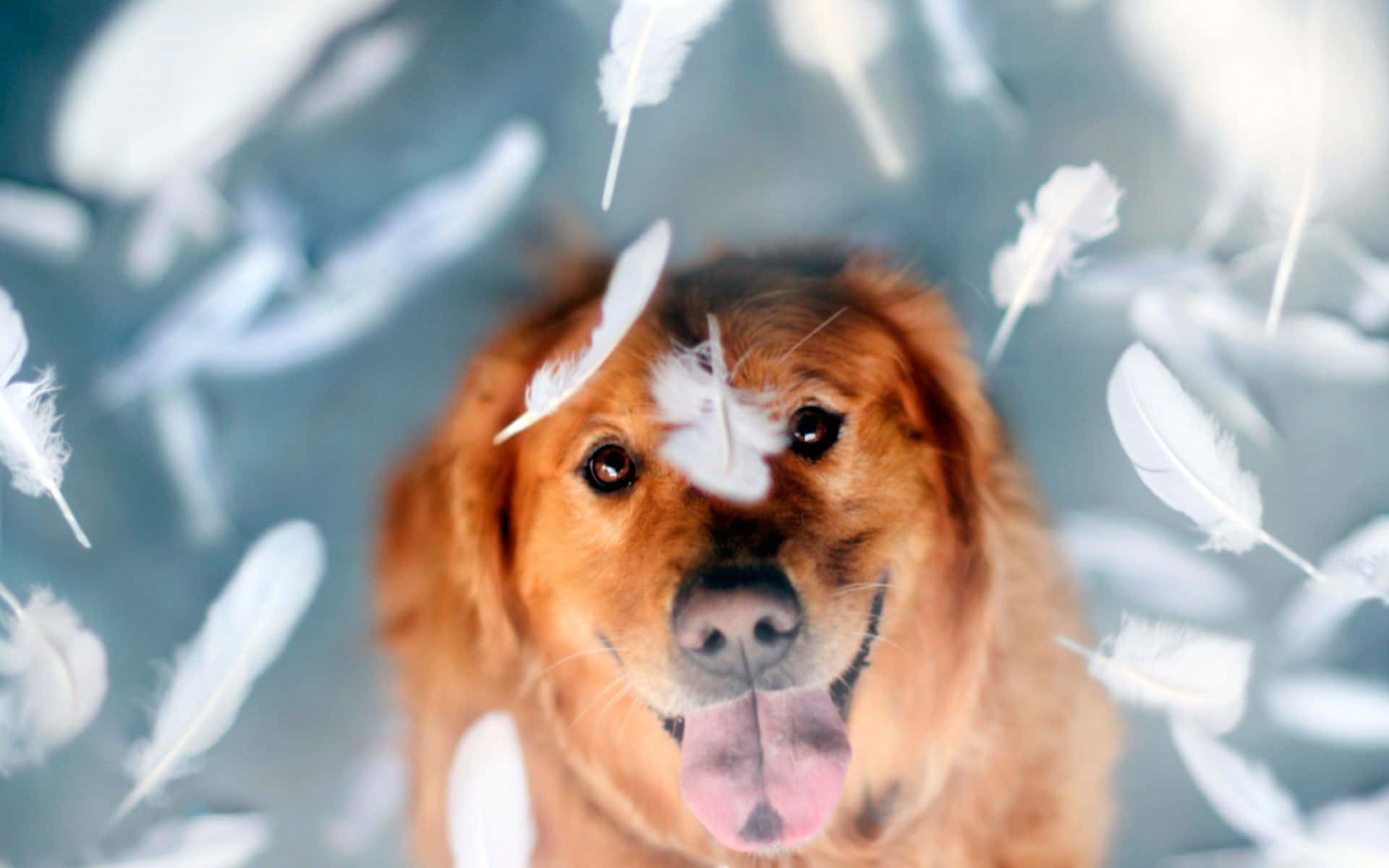 Cool Dog, golden retriever, tongue out, Full HD Desktop Wallpaper