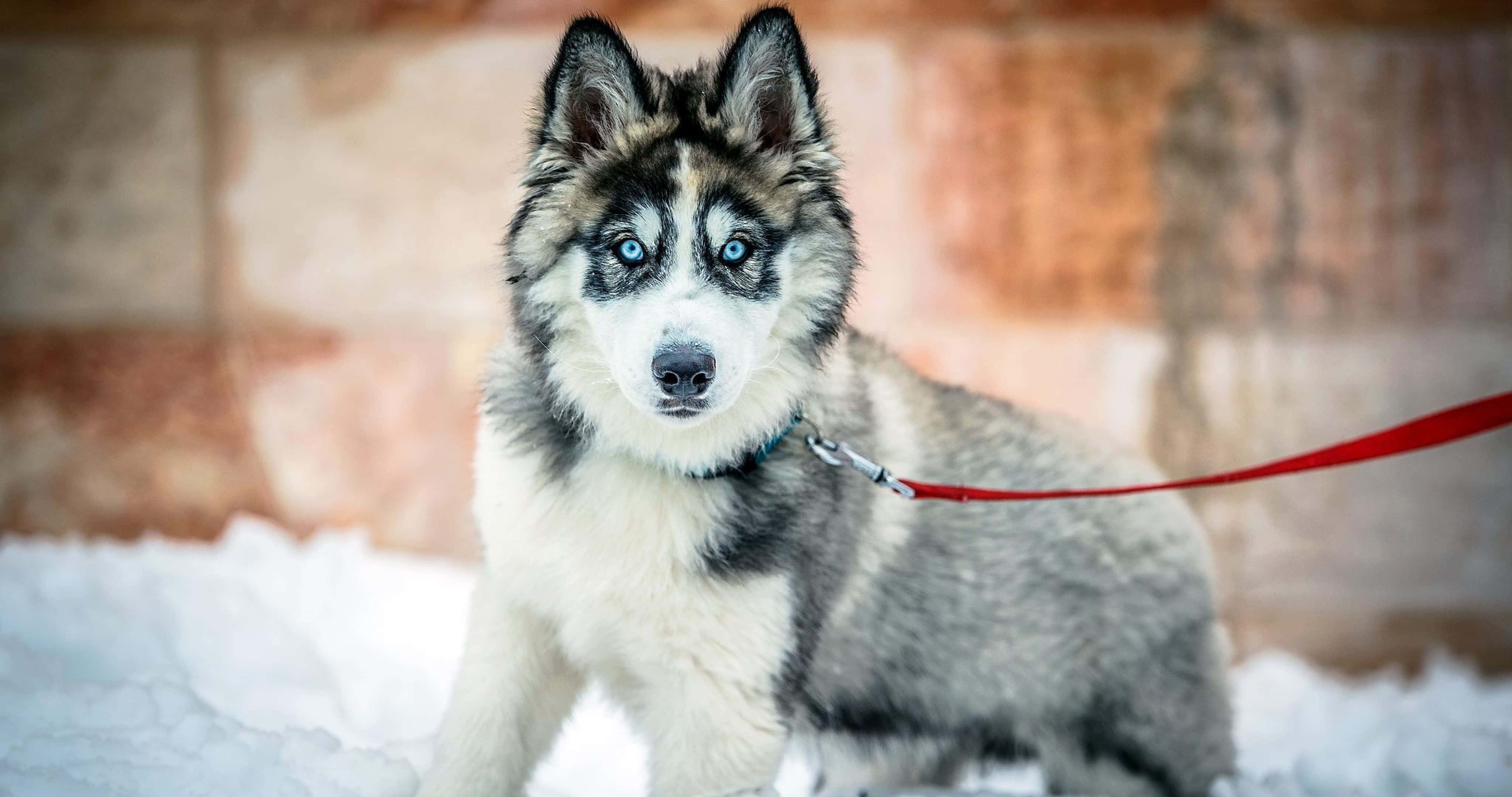 husky, piercing blue eyes, fresh snow, 4K Desktop Wallpaper