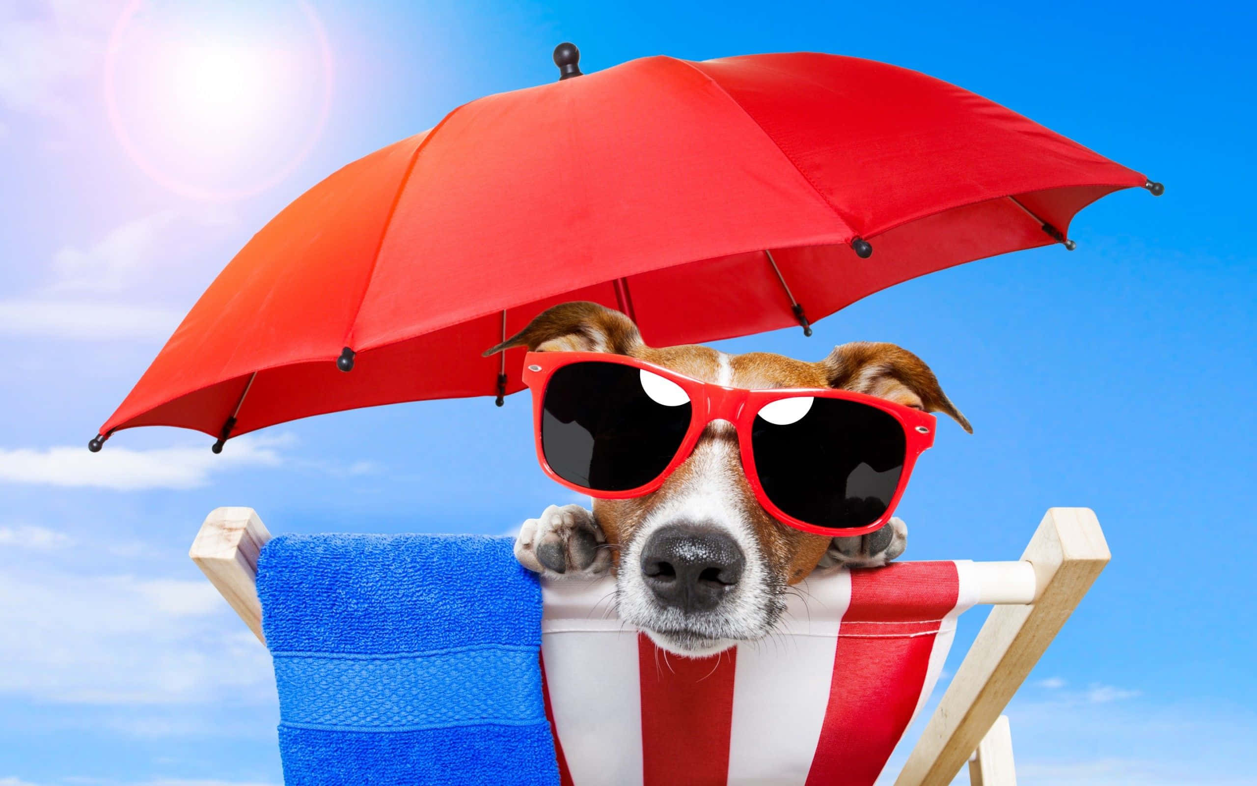 cool dog, red sunglasses, red umbrella, 2K Desktop Wallpaper