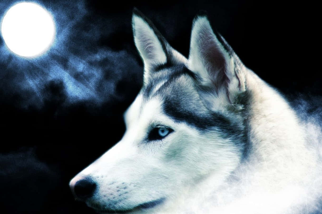 husky, piercing blue eyes, bright full moon, HD Desktop Wallpaper