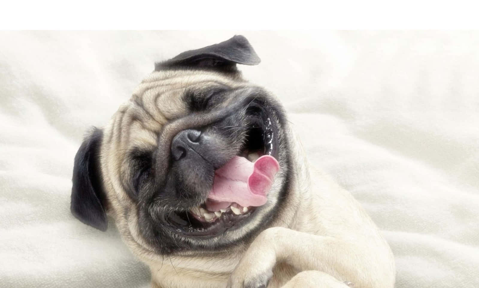 Cool Dog, pug dog, wrinkled face, HD Desktop Wallpaper