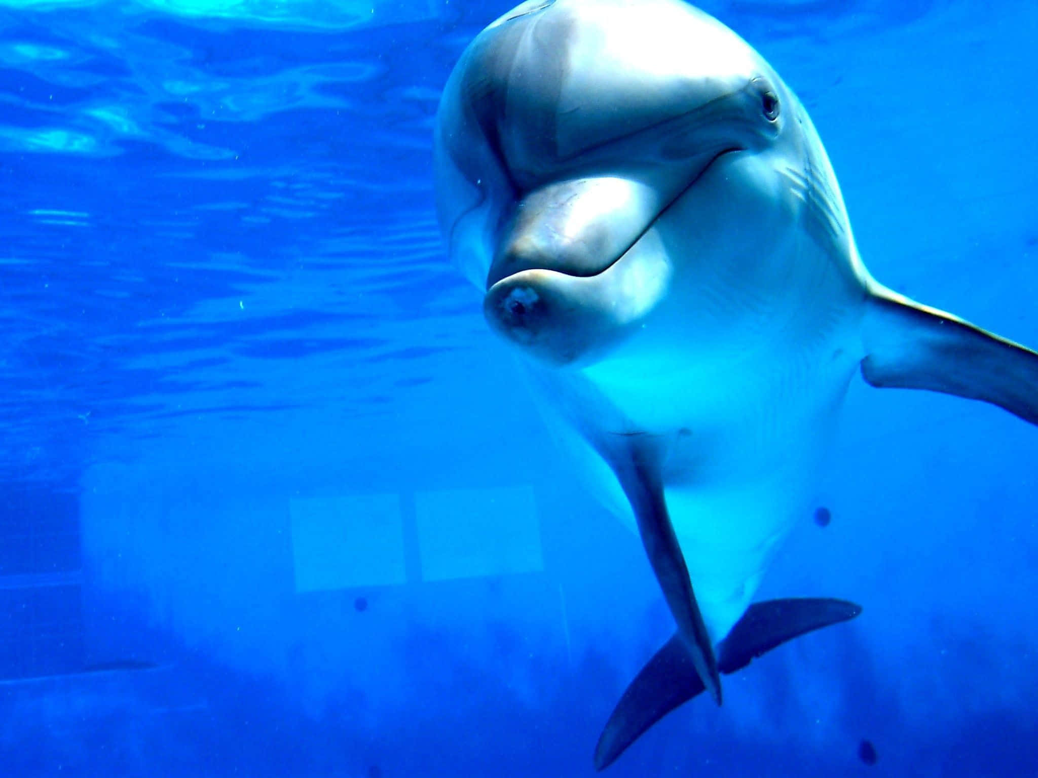 dolphin, bright blue tank, underwater, Full HD Desktop Wallpaper