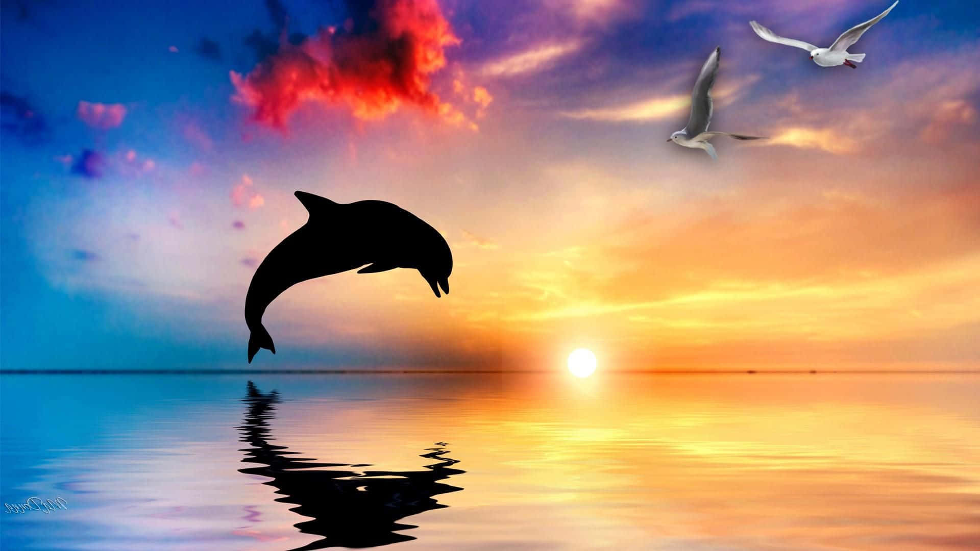 Cool Dolphin, dolphin, calm ocean waters, Full HD Desktop Wallpaper