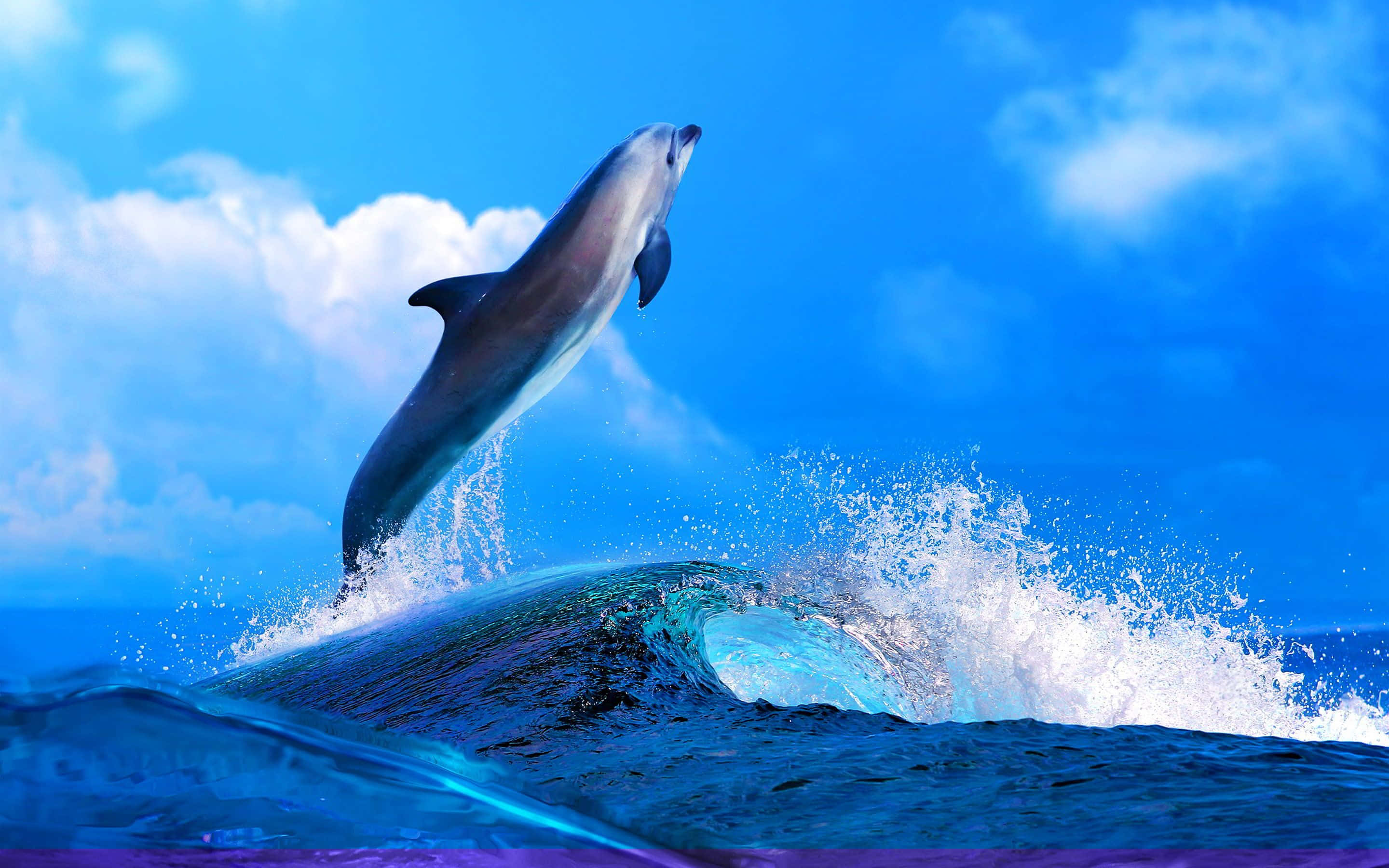 Cool Dolphin, turquoise ocean, bright blue sky, 2K Desktop Wallpaper