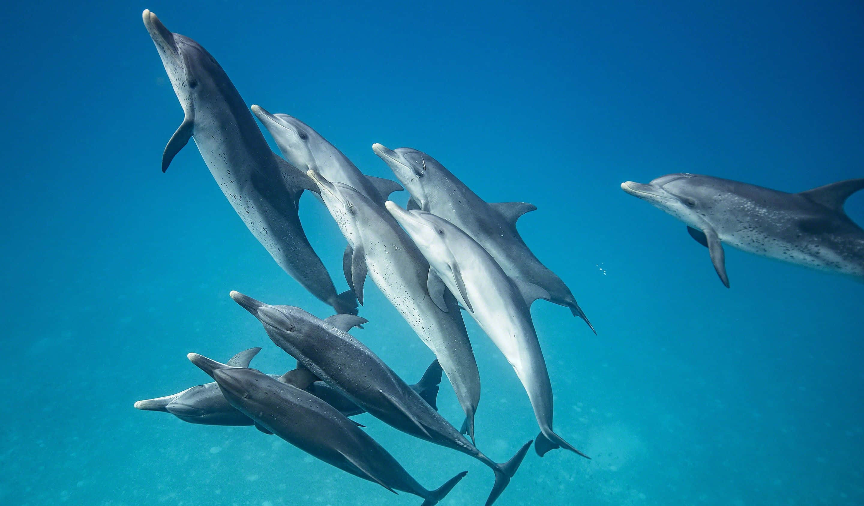 cool dolphin, turquoise ocean water, bright sunlight, 2K Desktop Wallpaper