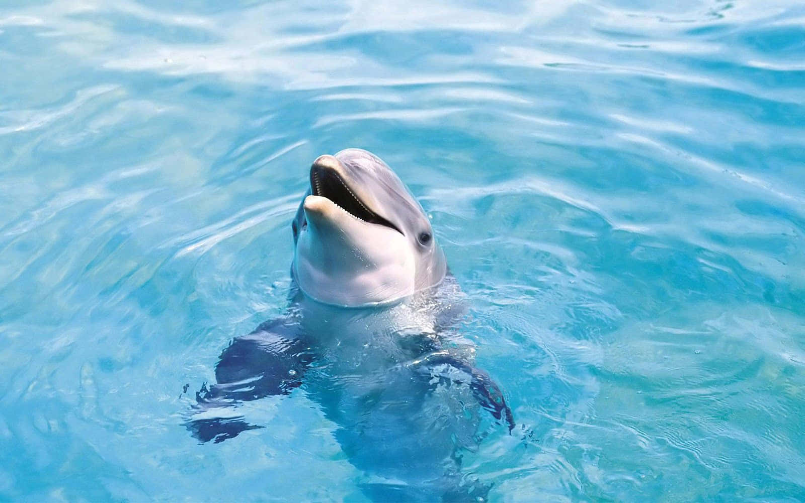 Cool Dolphin, dolphin, clear turquoise water, HD Desktop Wallpaper