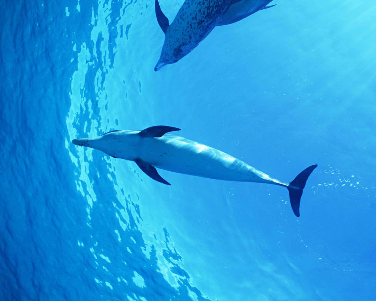 Cool Dolphin, dolphins, clear blue ocean water, HD Desktop Wallpaper