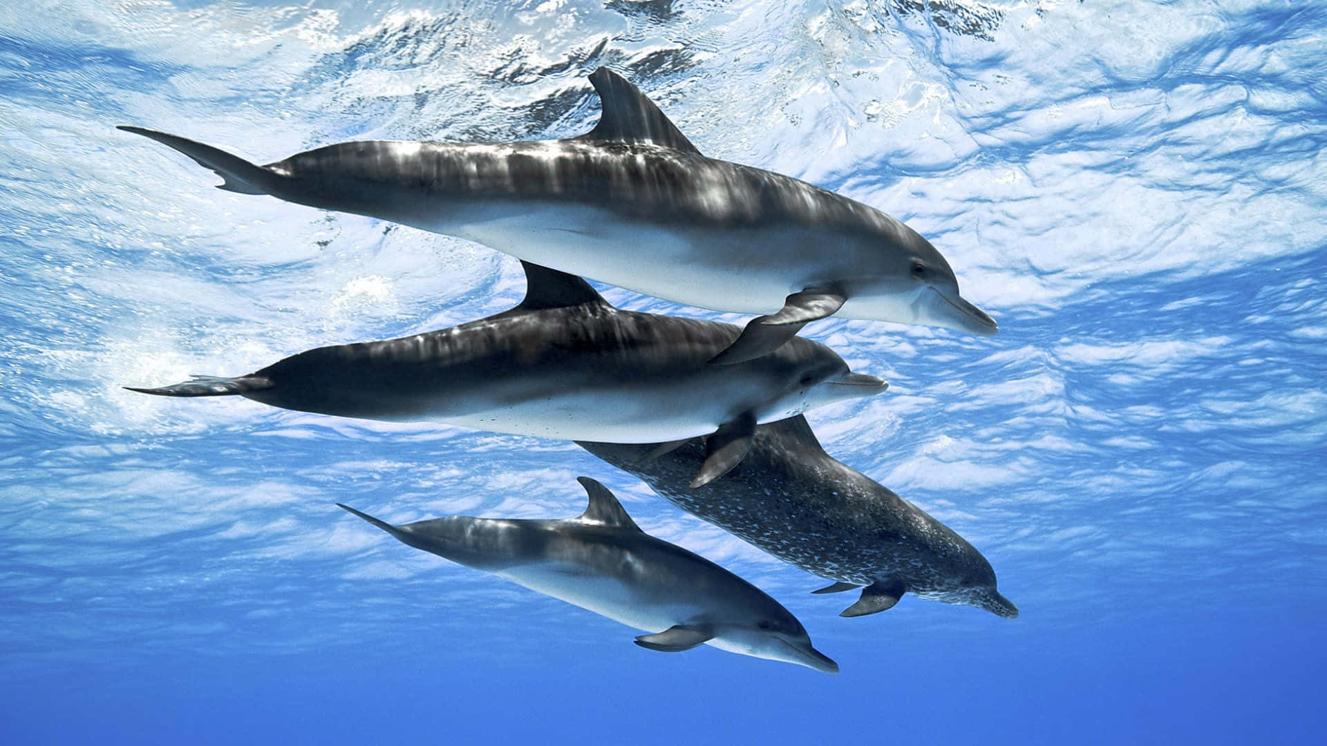 cool dolphin, dolphin, bright blue sky, Full HD Desktop Wallpaper