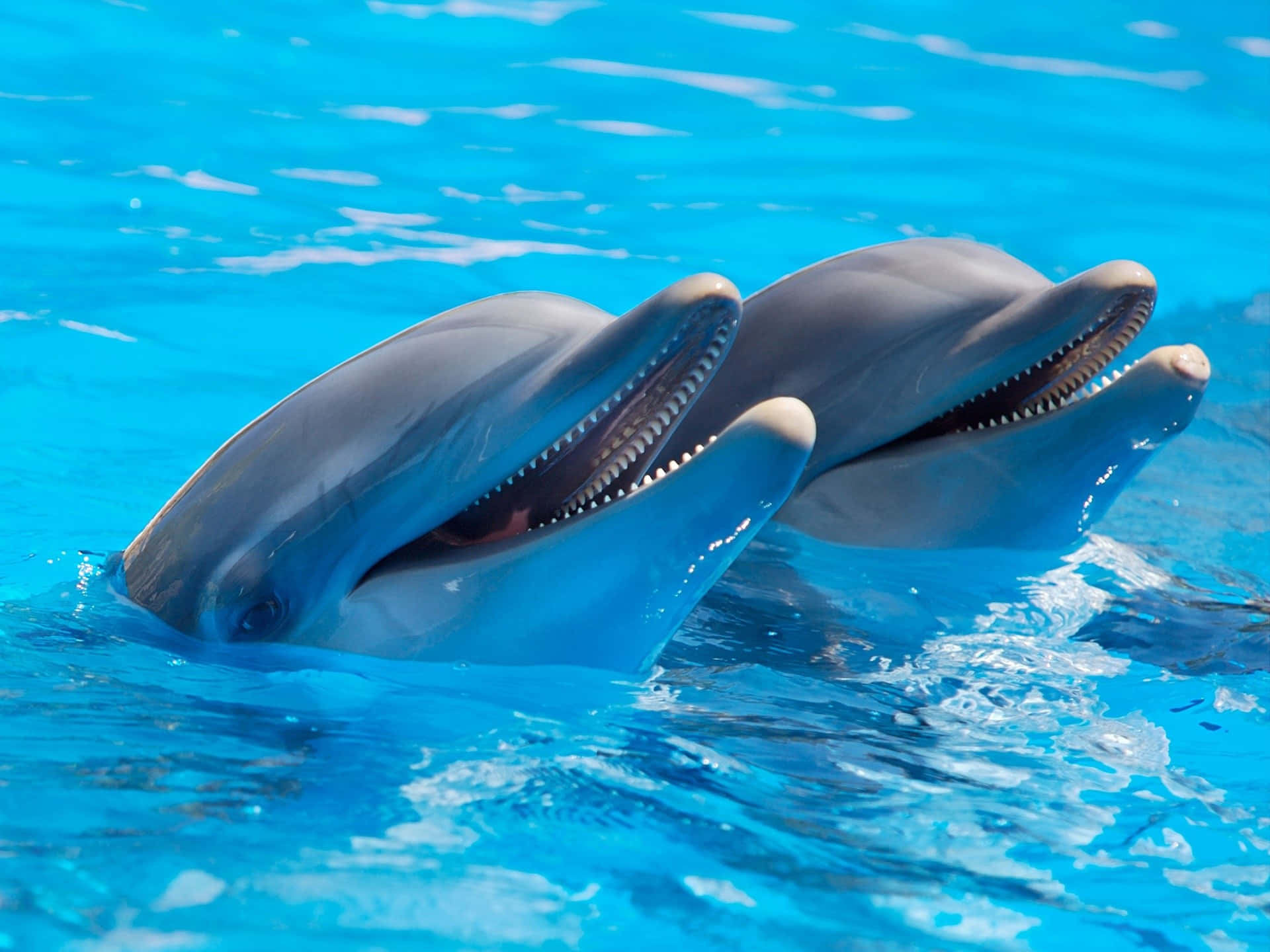cool dolphin, dolphins, vibrant blue water, Full HD Desktop Wallpaper
