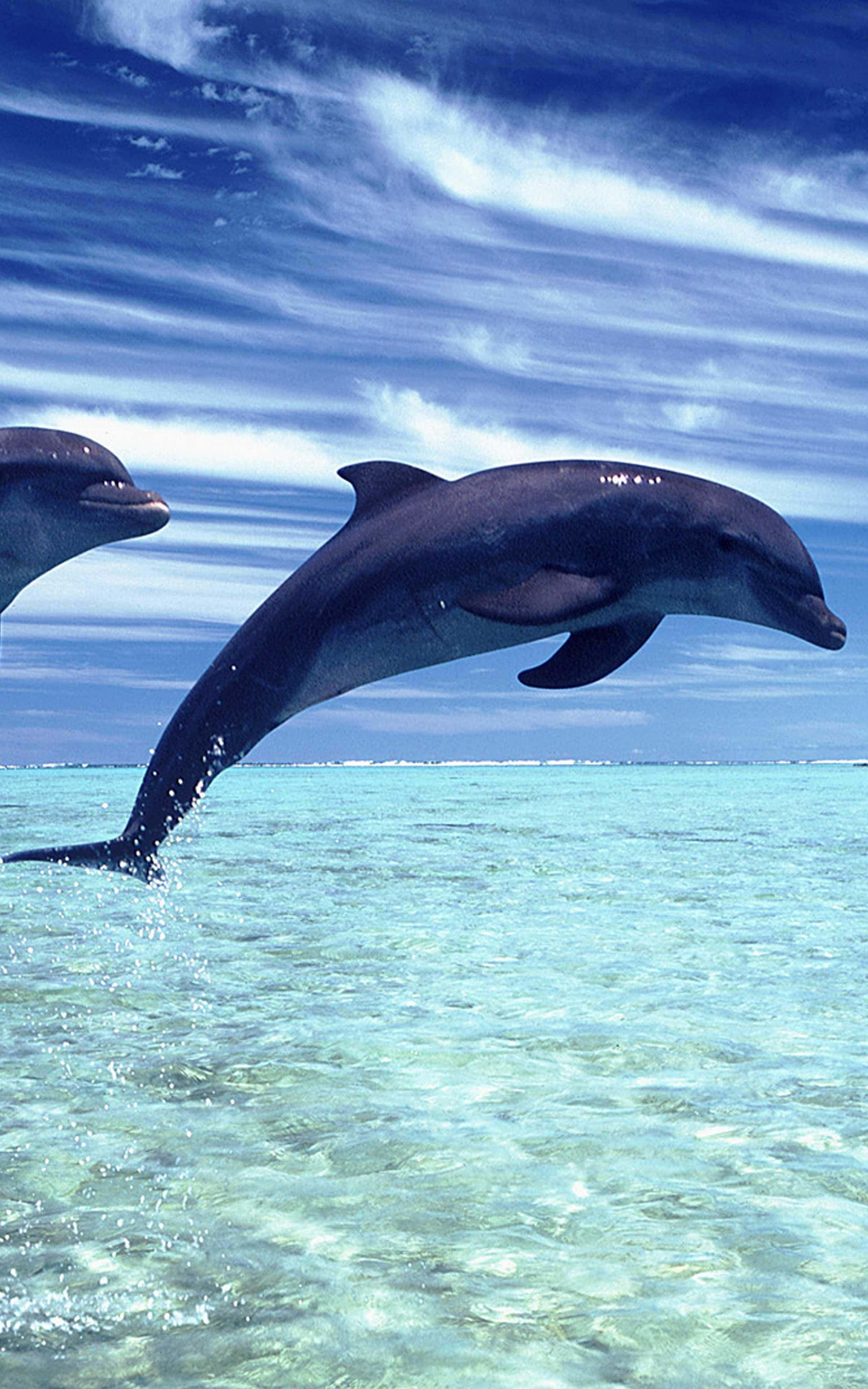 cool dolphin, turquoise waters, vibrant blue sky, 4K Phone Wallpaper