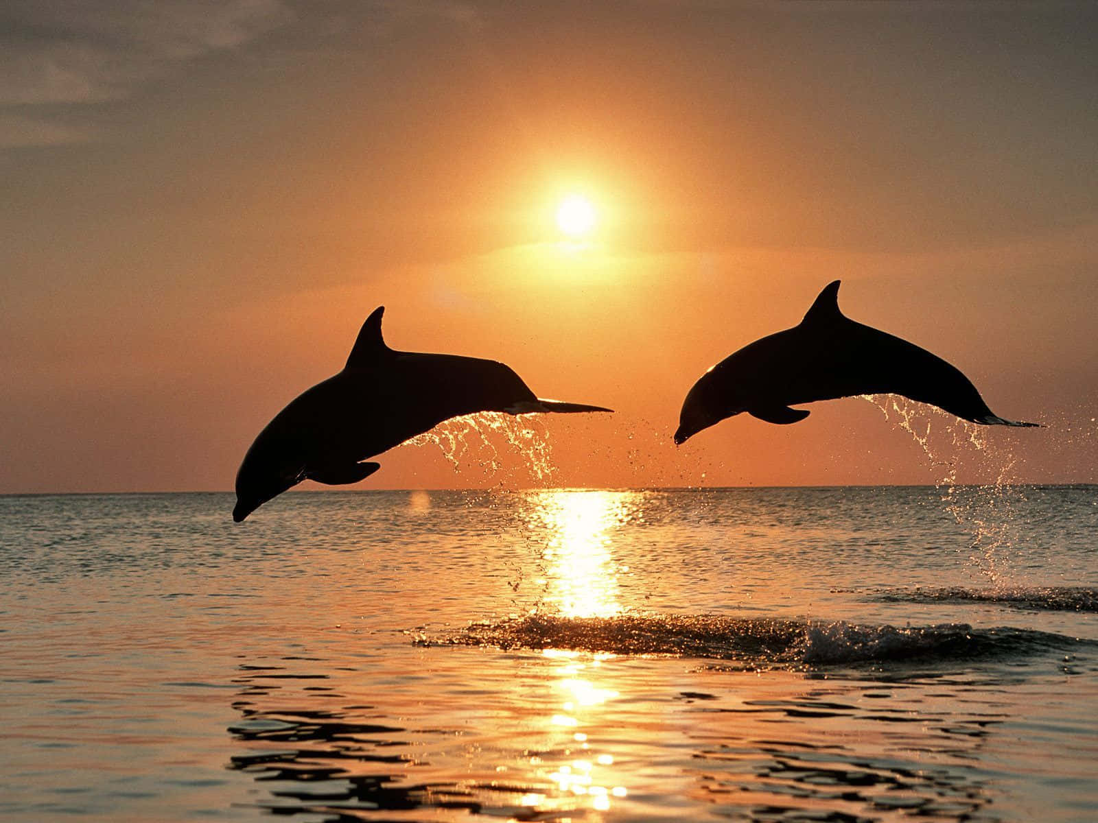 Cool Dolphins, sunset, golden ocean waters, HD Desktop Wallpaper