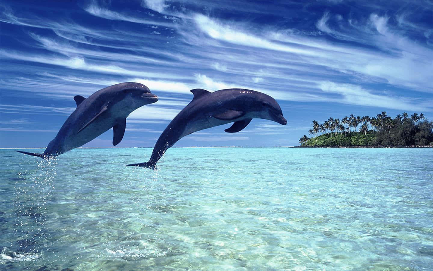 Cool Dolphin, turquoise waters, vibrant blue sky, HD Desktop Wallpaper