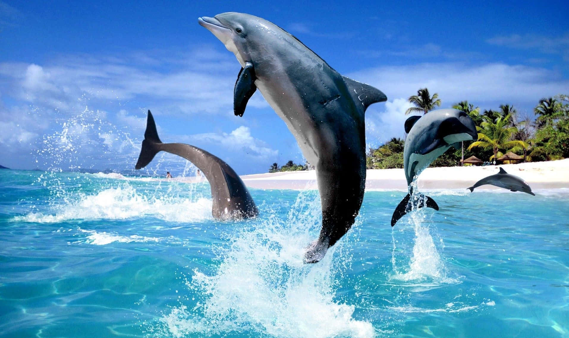 Cool Dolphin, turquoise ocean waters, tropical beach, HD Desktop Wallpaper