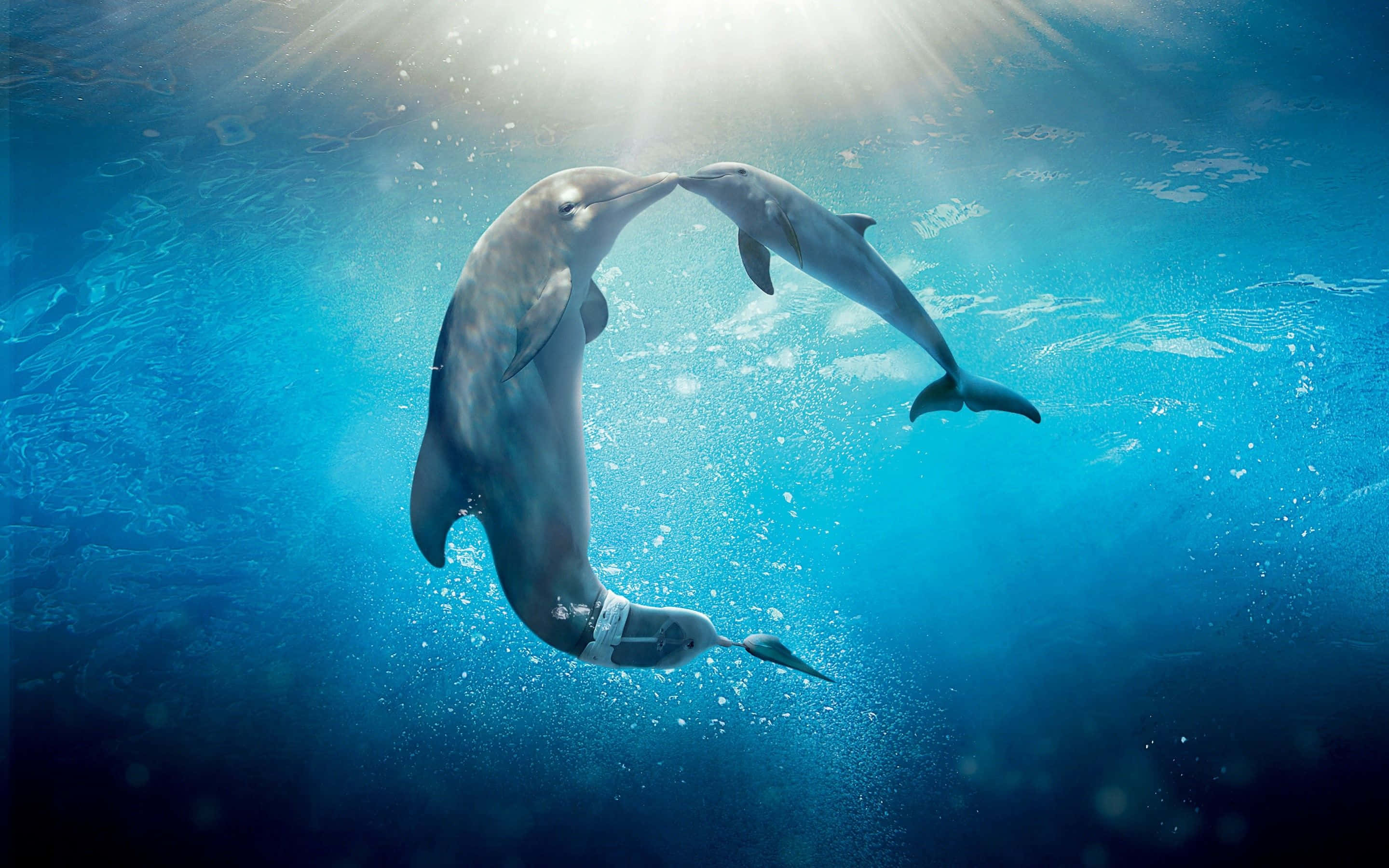 cool dolphin, night sky, dolphins, 2K Desktop Wallpaper