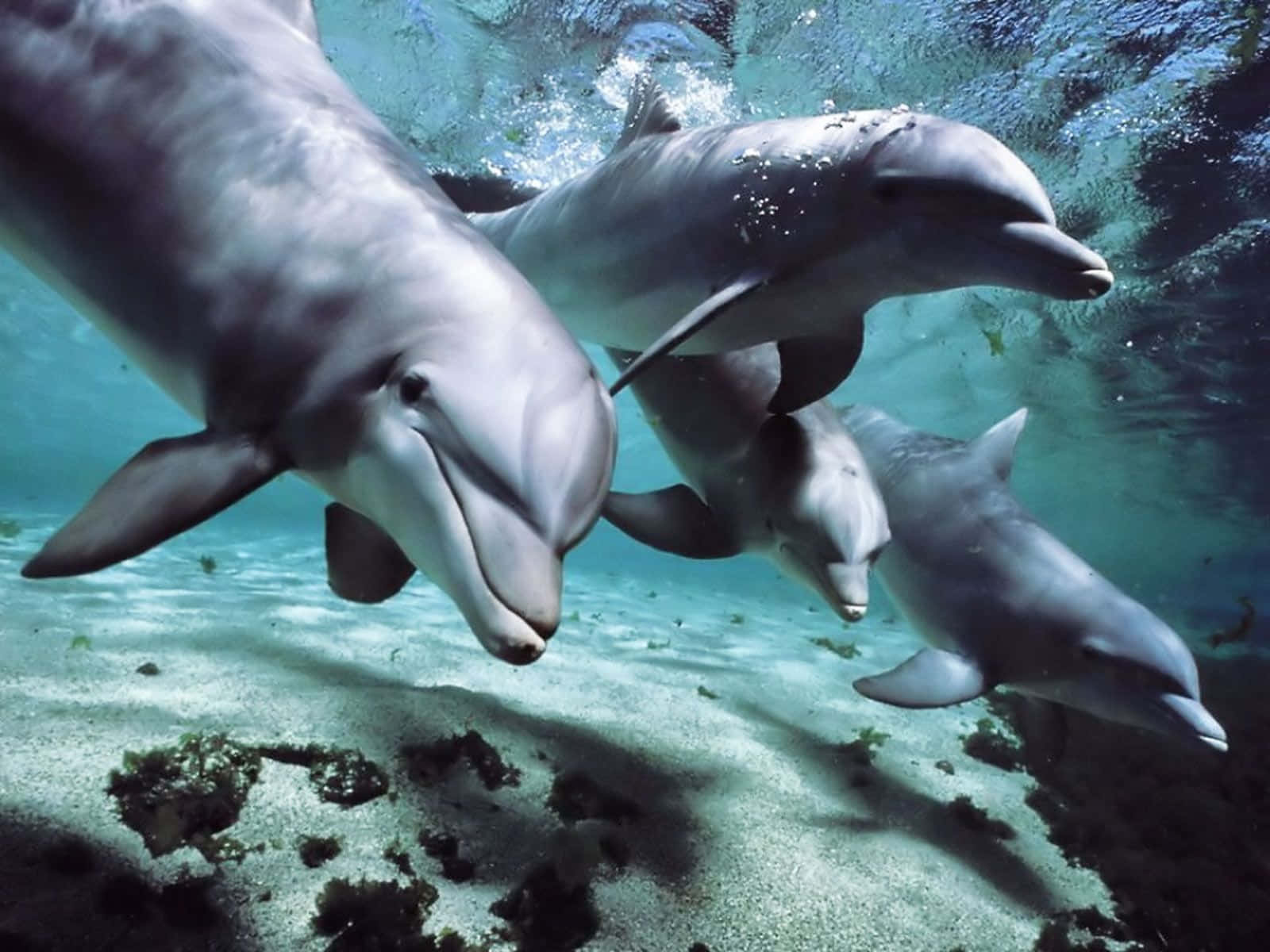 Cool Dolphin, dolphins, turquoise water, HD Desktop Wallpaper