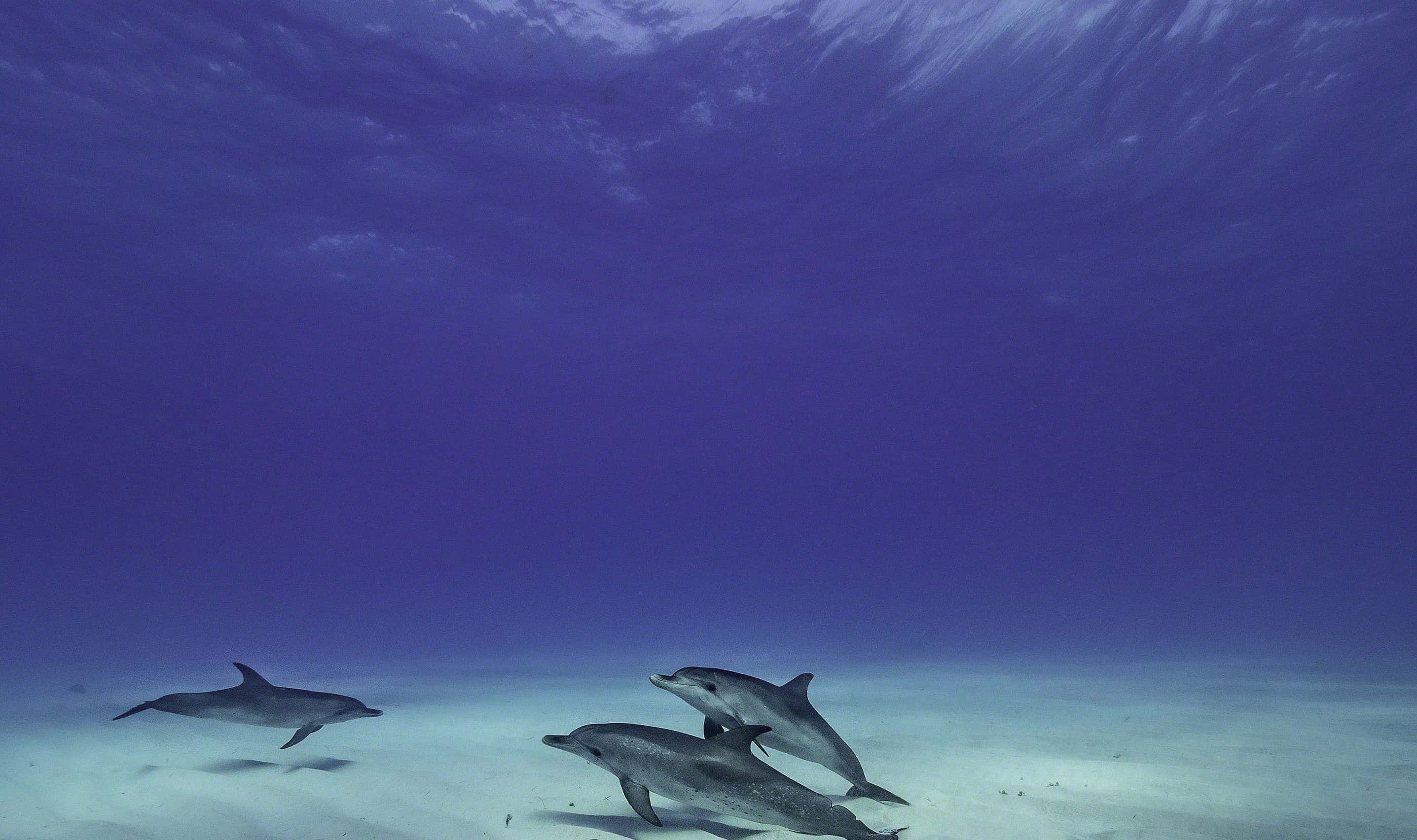 Cool Dolphin, dolphins, sandy ocean floor, 2K Desktop Wallpaper