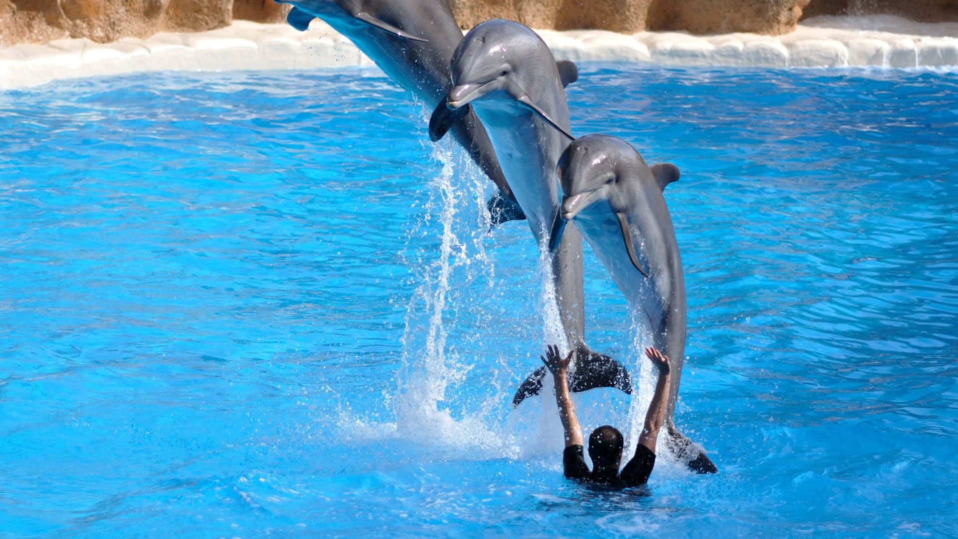 Cool Dolphin, dolphins, vibrant blue water, Full HD Desktop Wallpaper