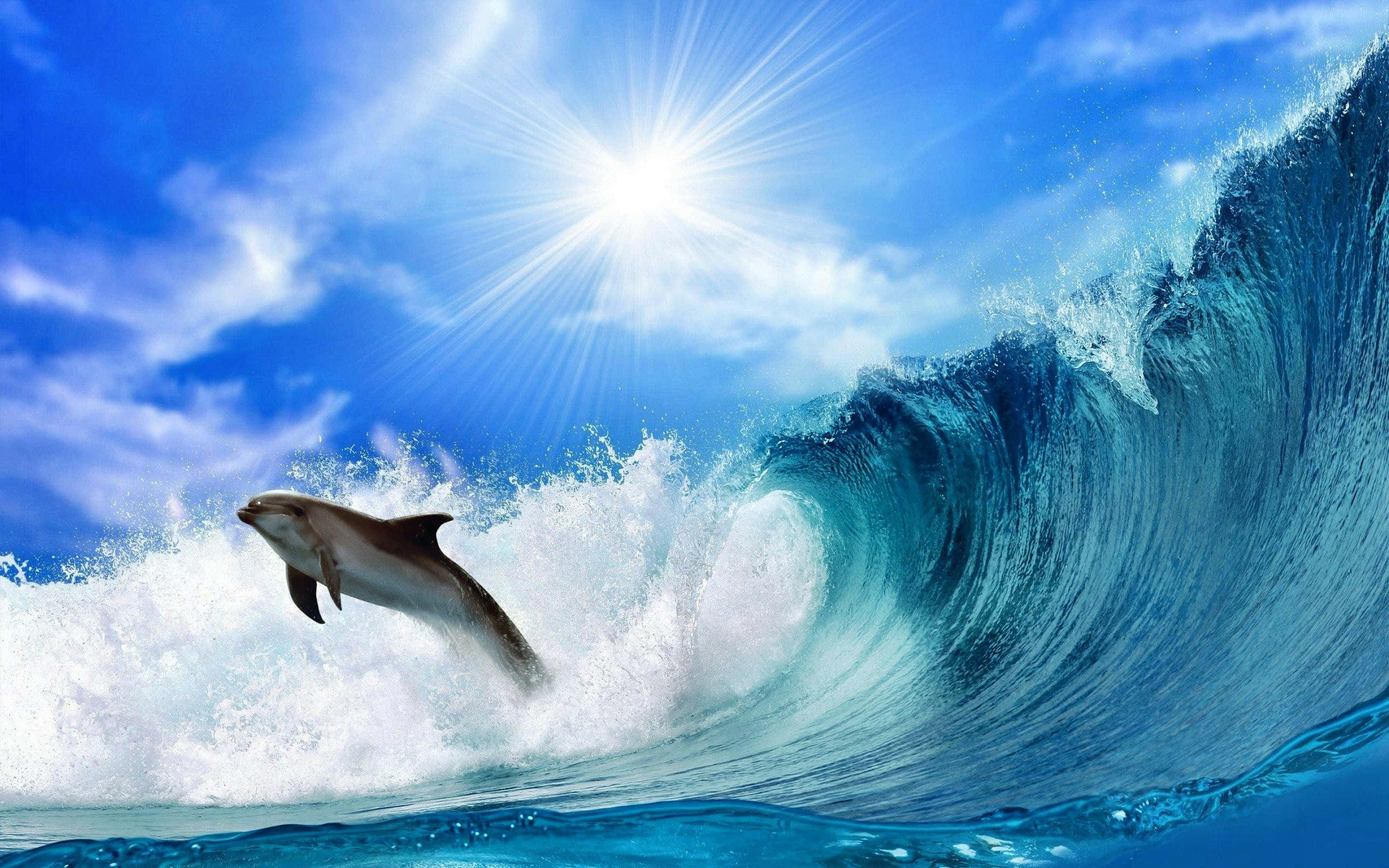 cool dolphin, dolphin, sunlit ocean waves, 2K Desktop Wallpaper