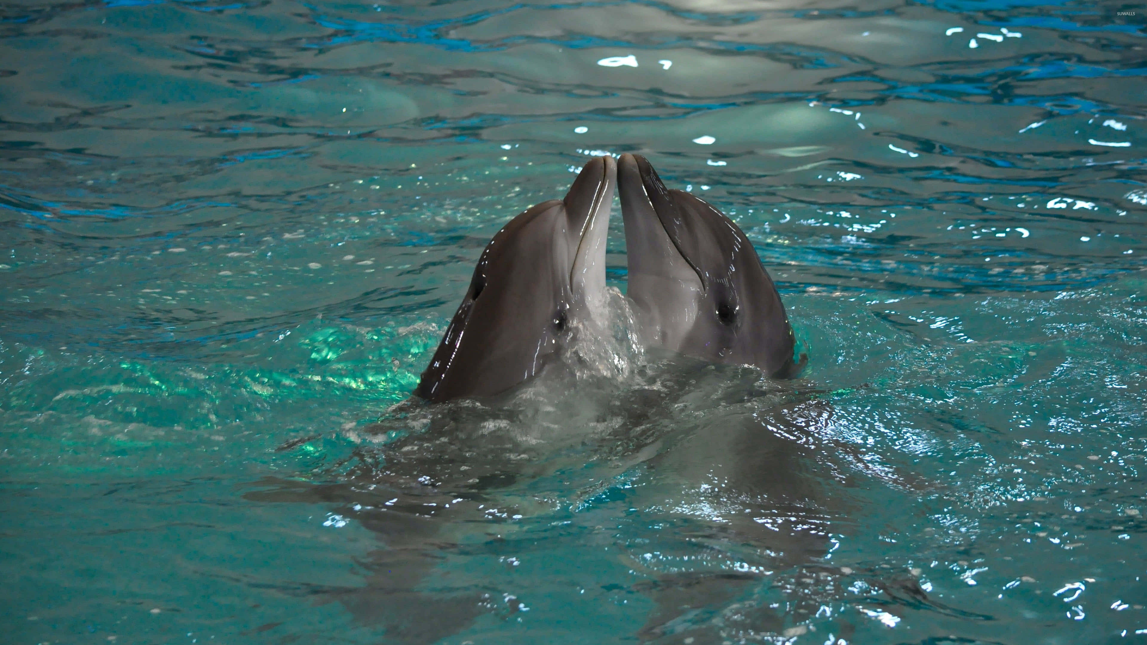 Cool Dolphin, turquoise water, dolphins breaching, 4K Desktop Wallpaper