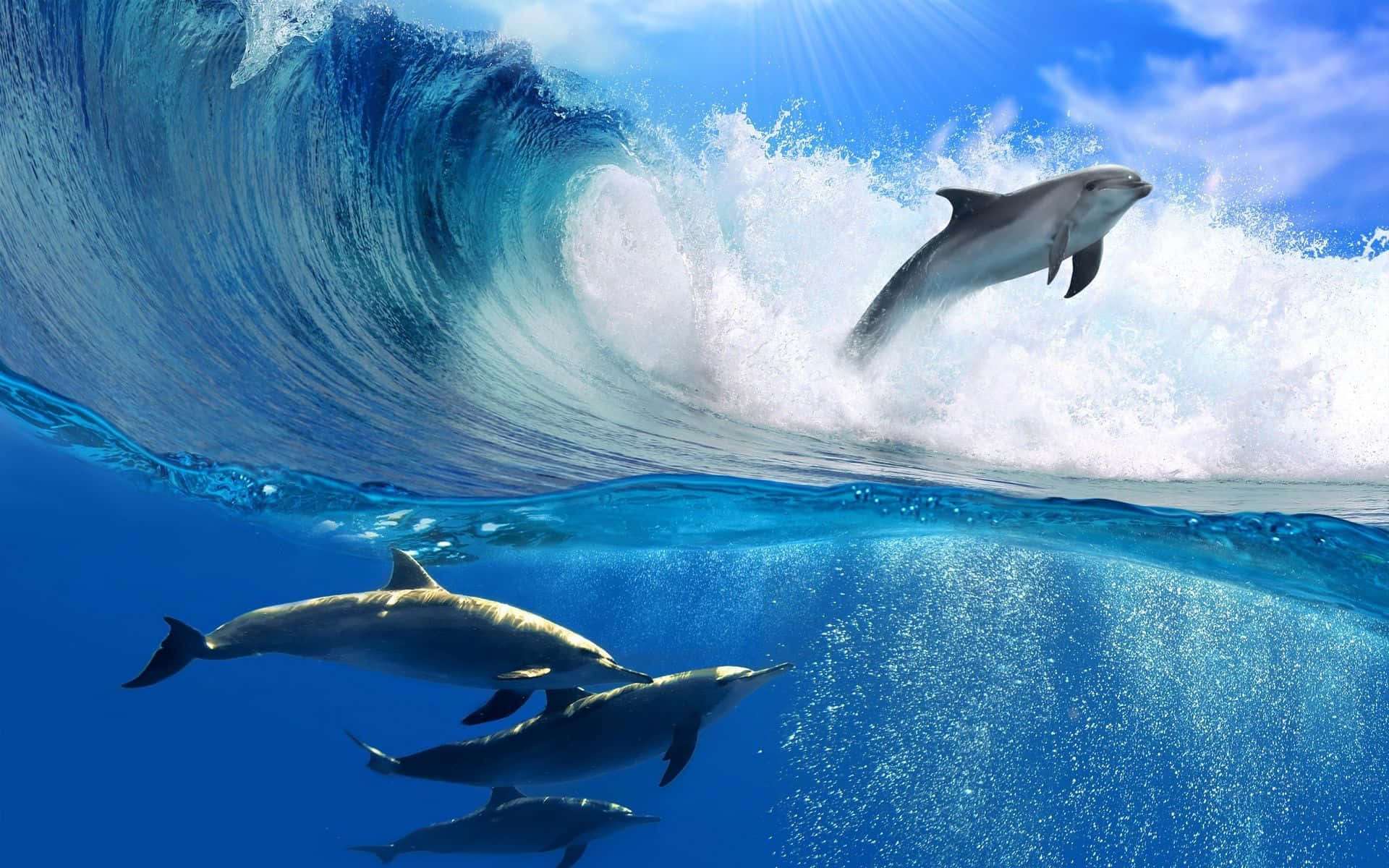 Cool Dolphin, dolphin, turquoise wave, Full HD Desktop Wallpaper