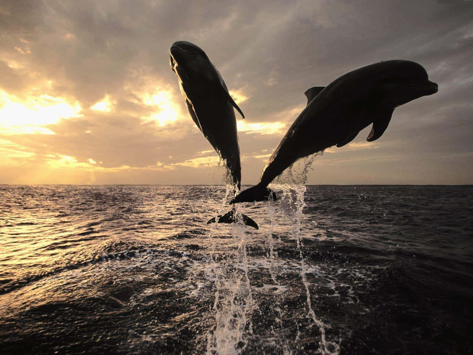 Cool Dolphin, dolphins, ocean waves, HD Desktop Wallpaper