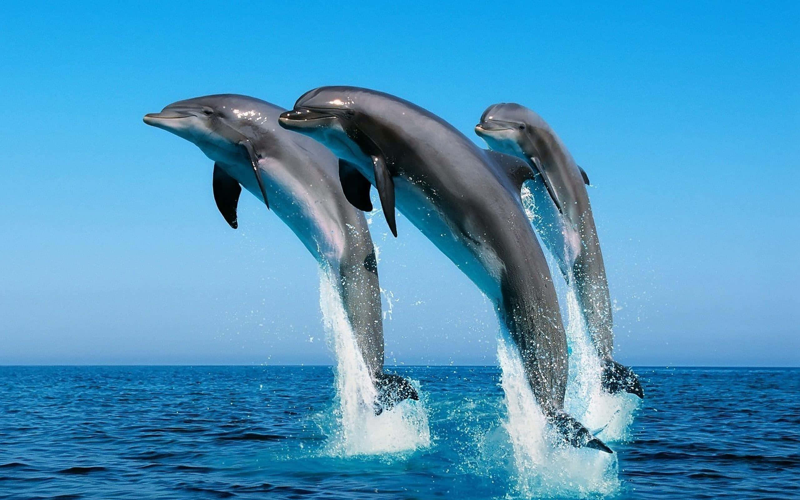 Cool Dolphin, dolphins, deep blue ocean waters, 2K Desktop Wallpaper