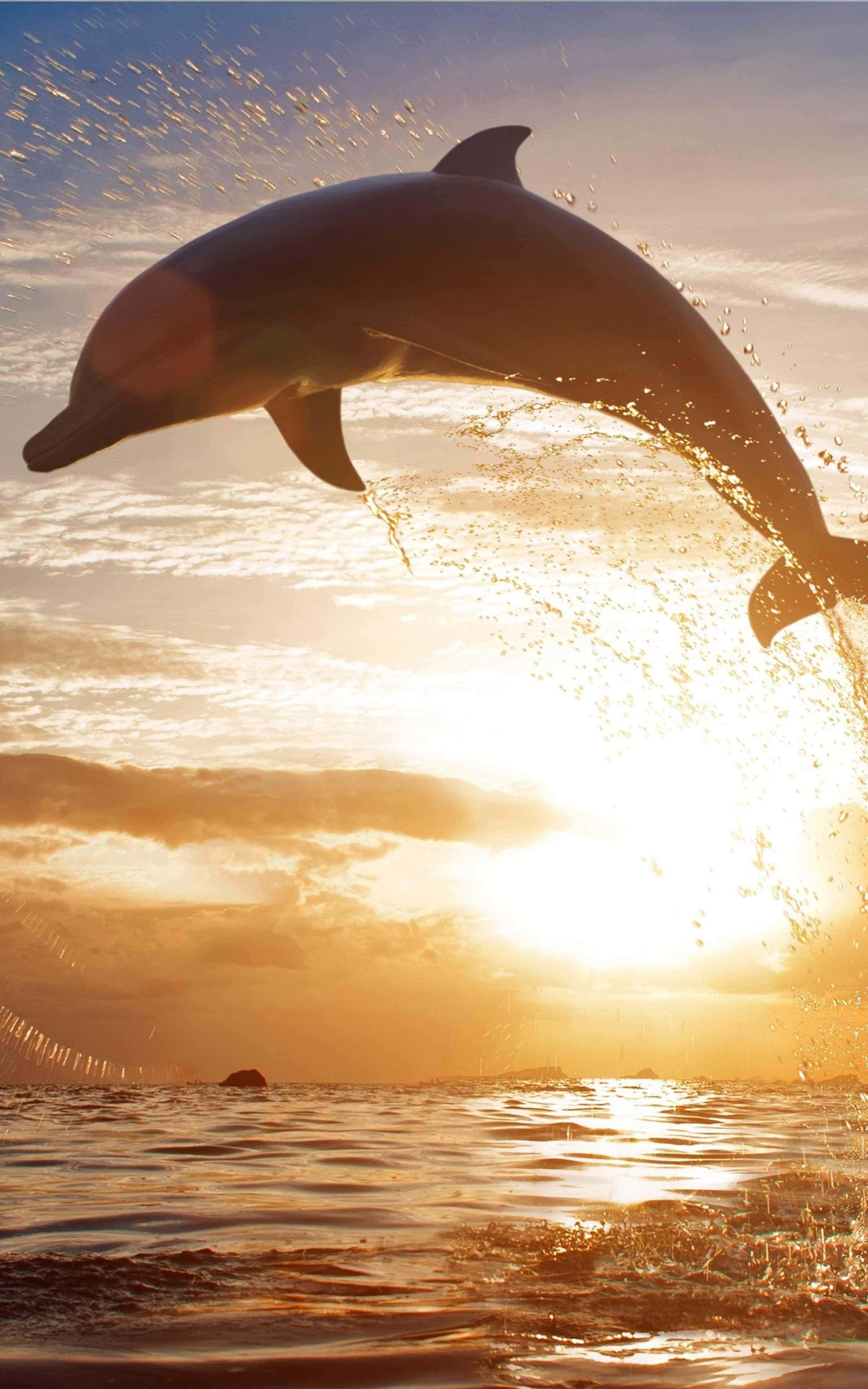 cool dolphin, golden sunset waters, pristine blue ocean, 4K Phone Wallpaper