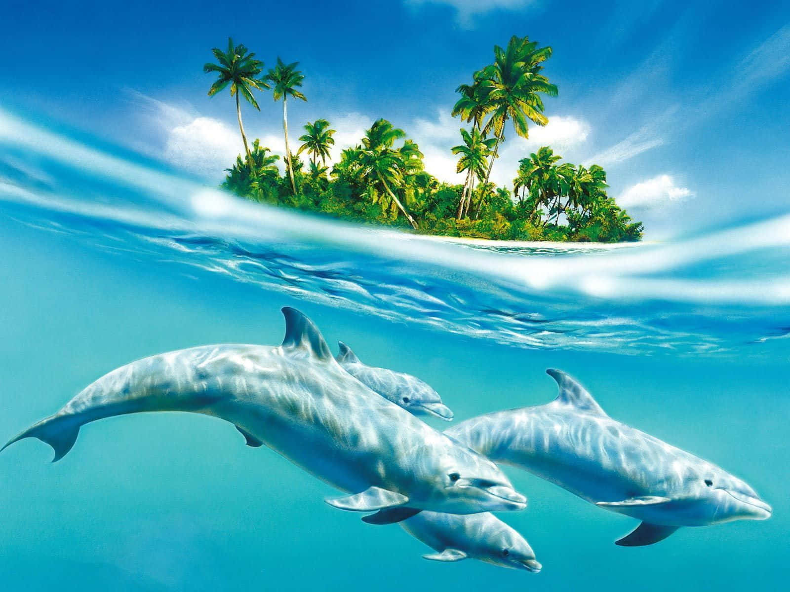 Cool Dolphin, dolphin, tropical island, HD Desktop Wallpaper