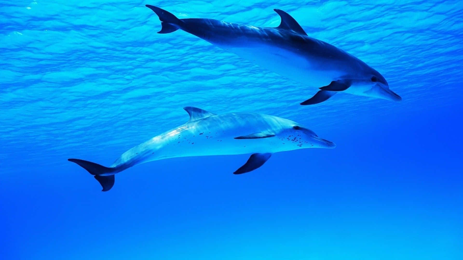 Cool Dolphin, dolphin, clear blue ocean water, Full HD Desktop Wallpaper