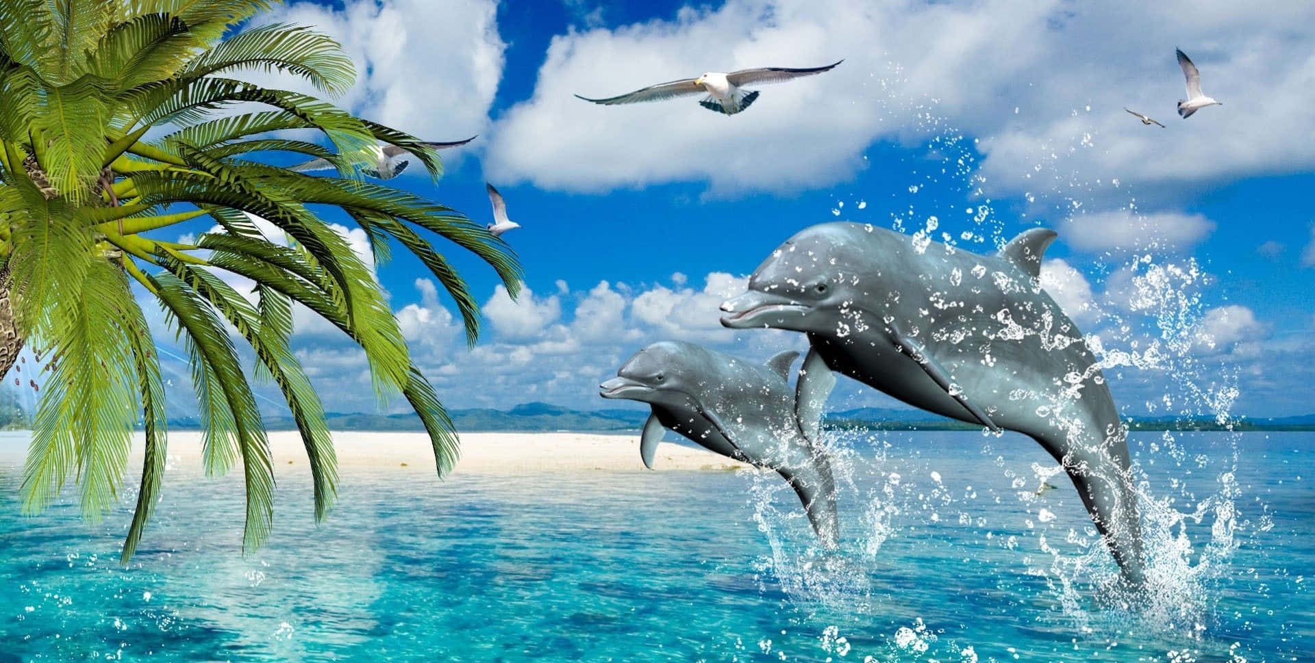 Cool Dolphin, turquoise waters, palm tree, Full HD Desktop Wallpaper