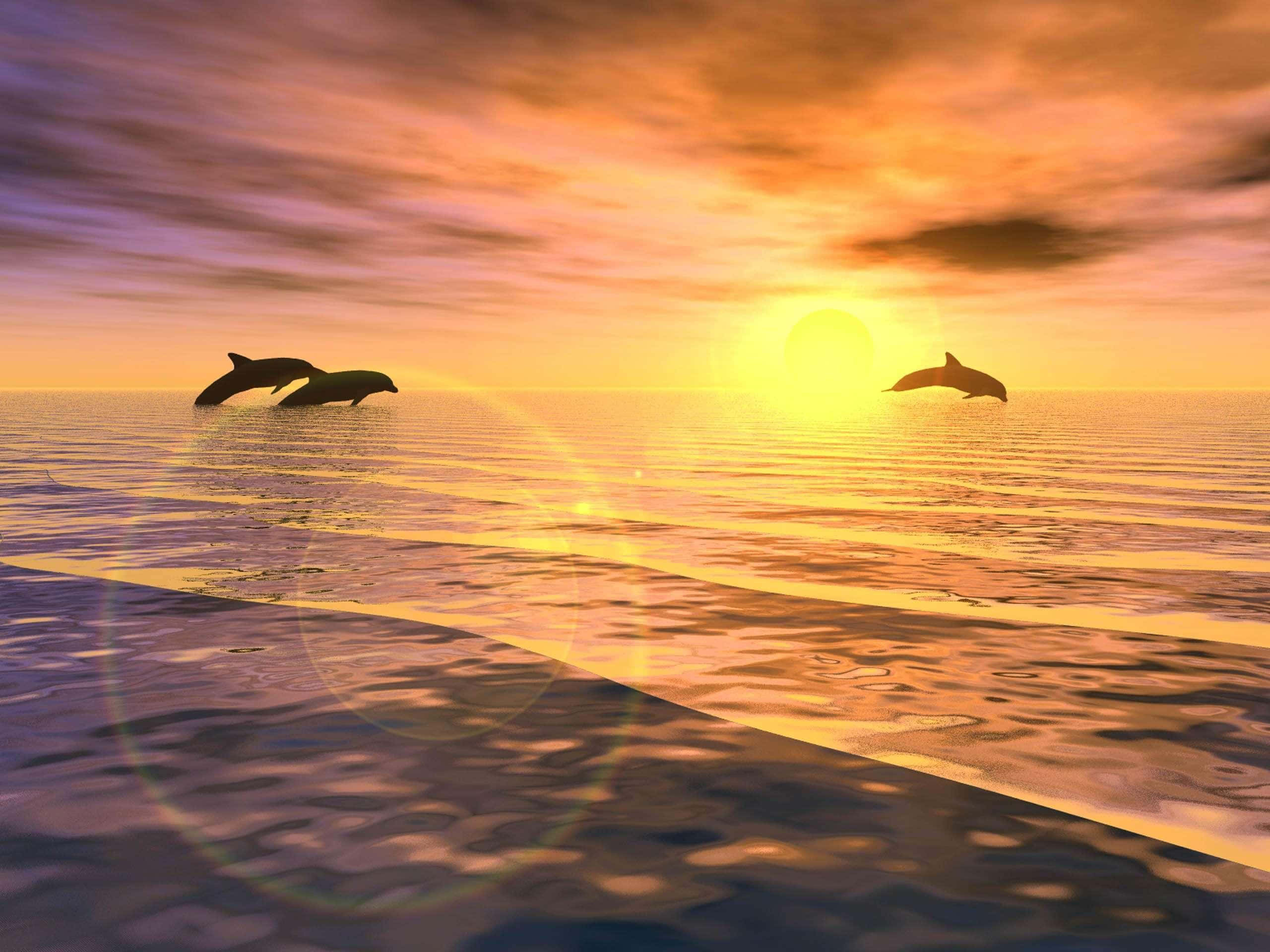 Cool Dolphin, dolphins, sunset, 2K Desktop Wallpaper