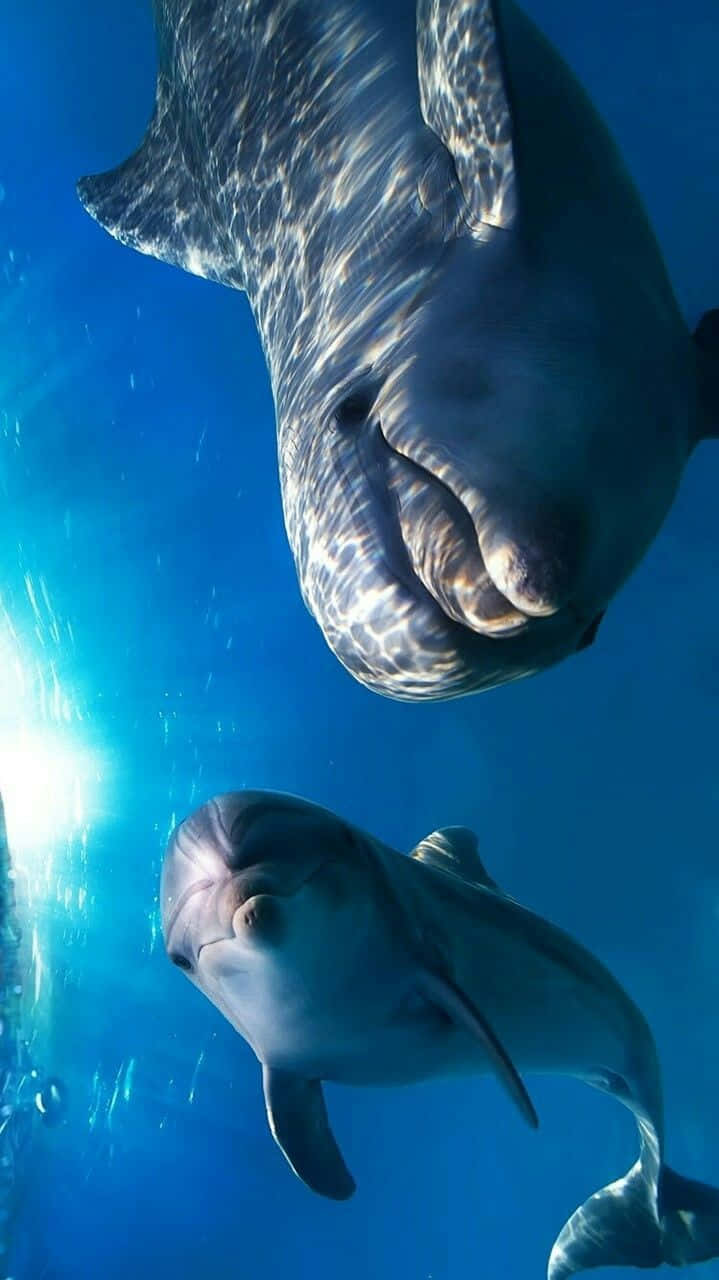 Cool Dolphin, dolphins, sunlight, HD Phone Wallpaper