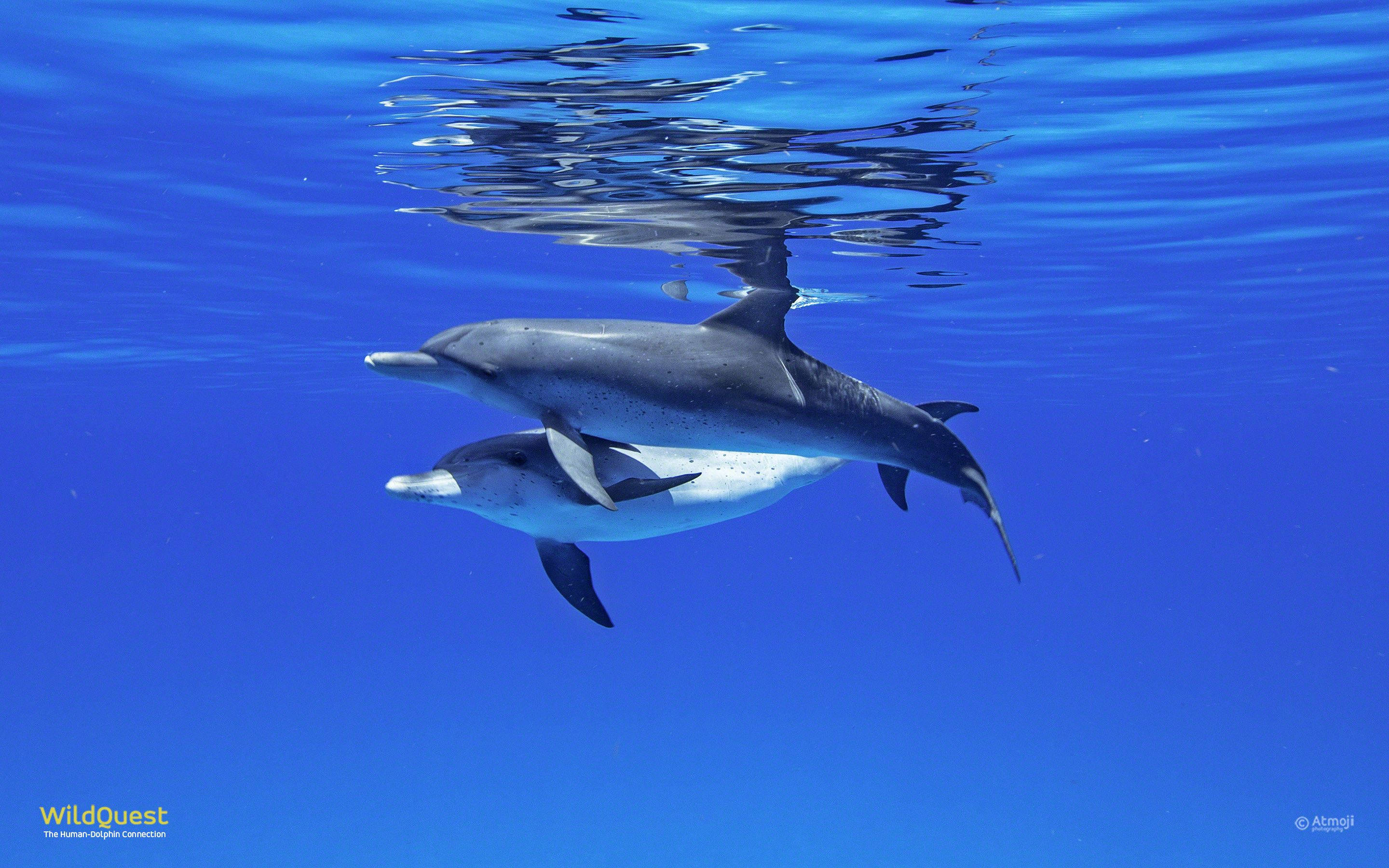 dolphins, underwater, shimmering blue surface, 2K Desktop Wallpaper