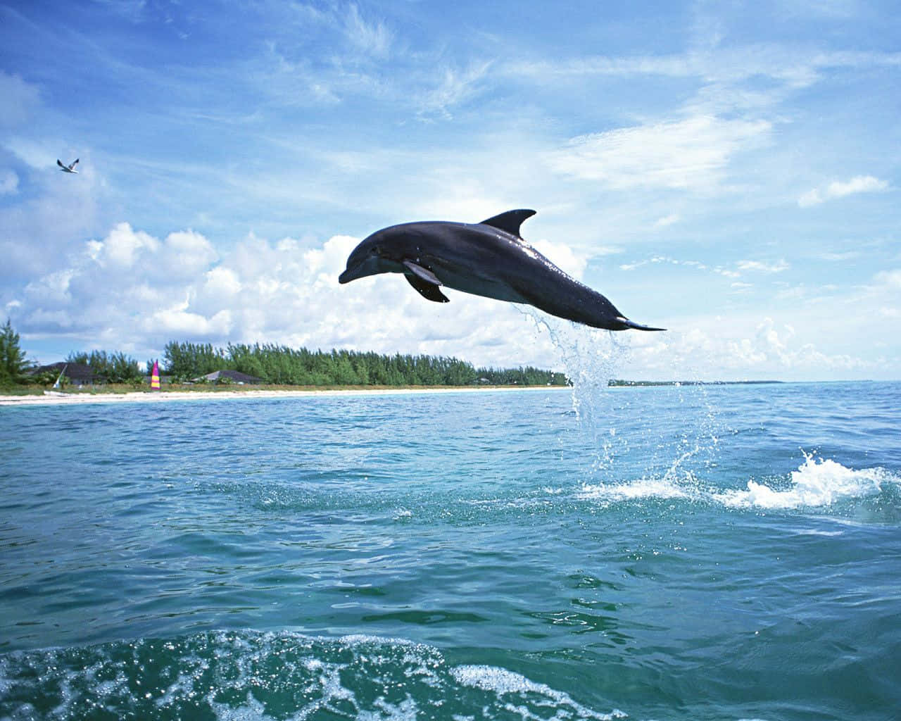 Cool Dolphin, turquoise ocean, bright blue sky, HD Desktop Wallpaper