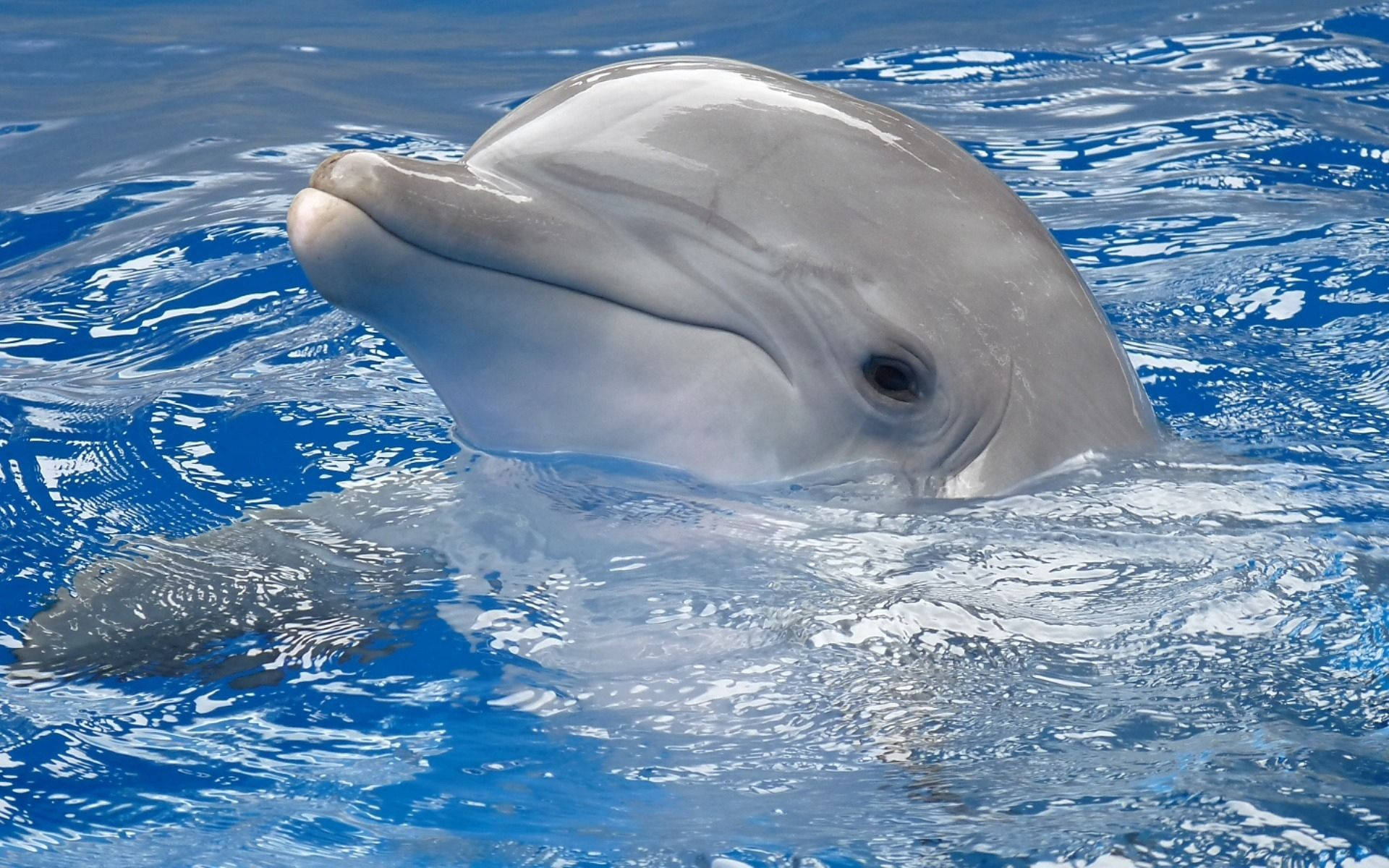 dolphin head, vibrant blue ocean water, gentle ripples, Full HD Desktop Wallpaper