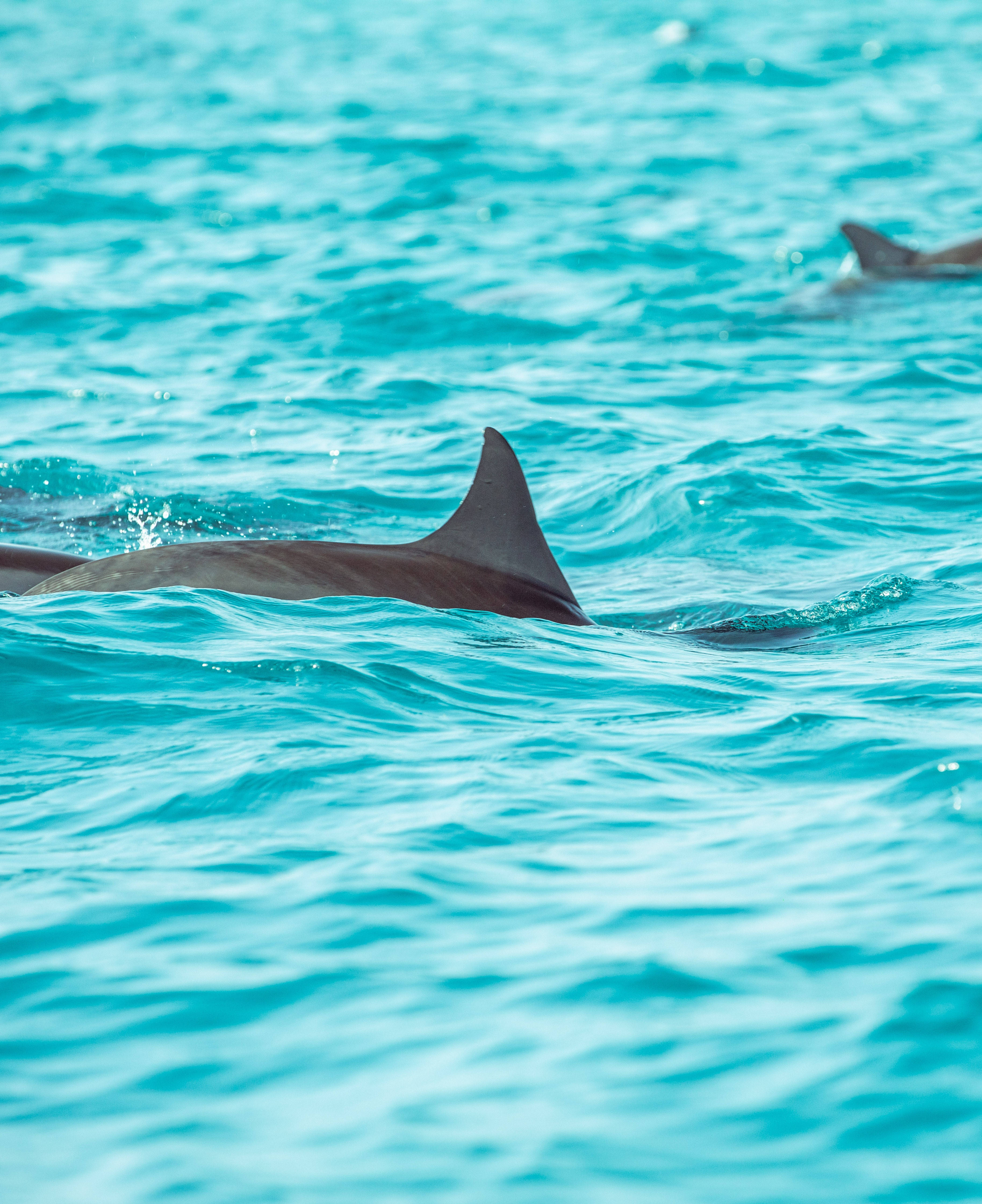 dolphin, dorsal fin, turquoise waters, 4K Phone Wallpaper