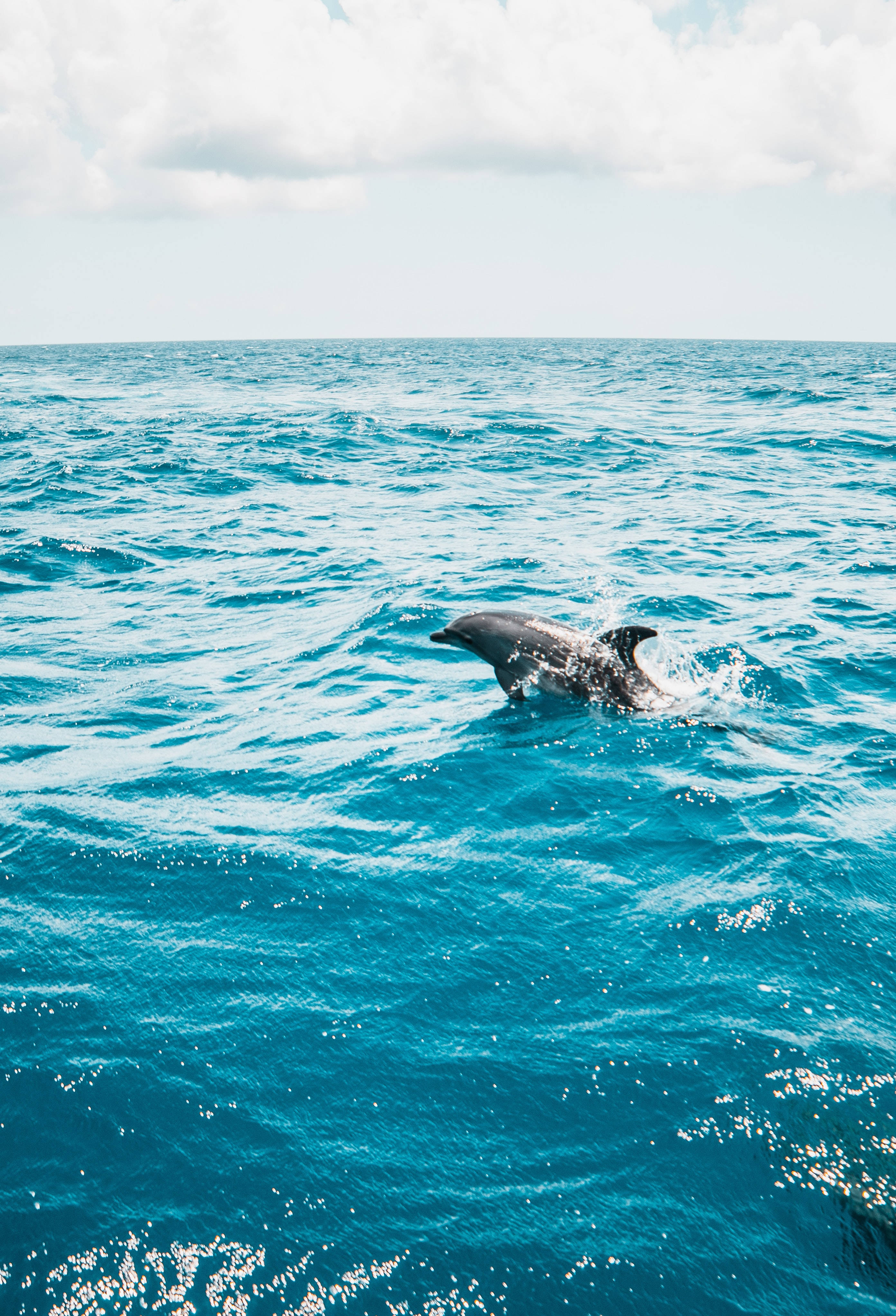 Lone Afloat Dolphin, turquoise ocean waters, bright cloudy sky, 4K Phone Wallpaper