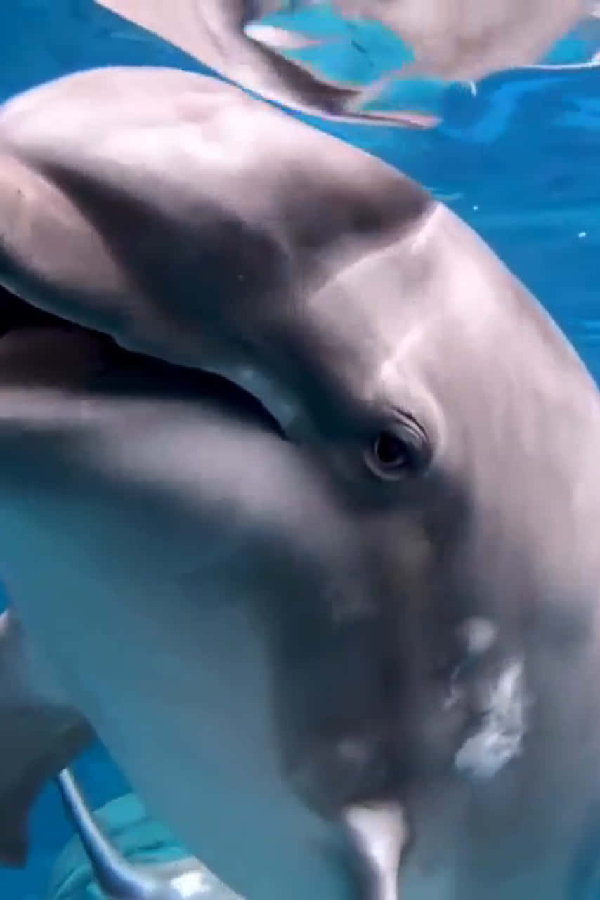 cute dolphin, thinking creatures, clear blue water, HD Phone Wallpaper