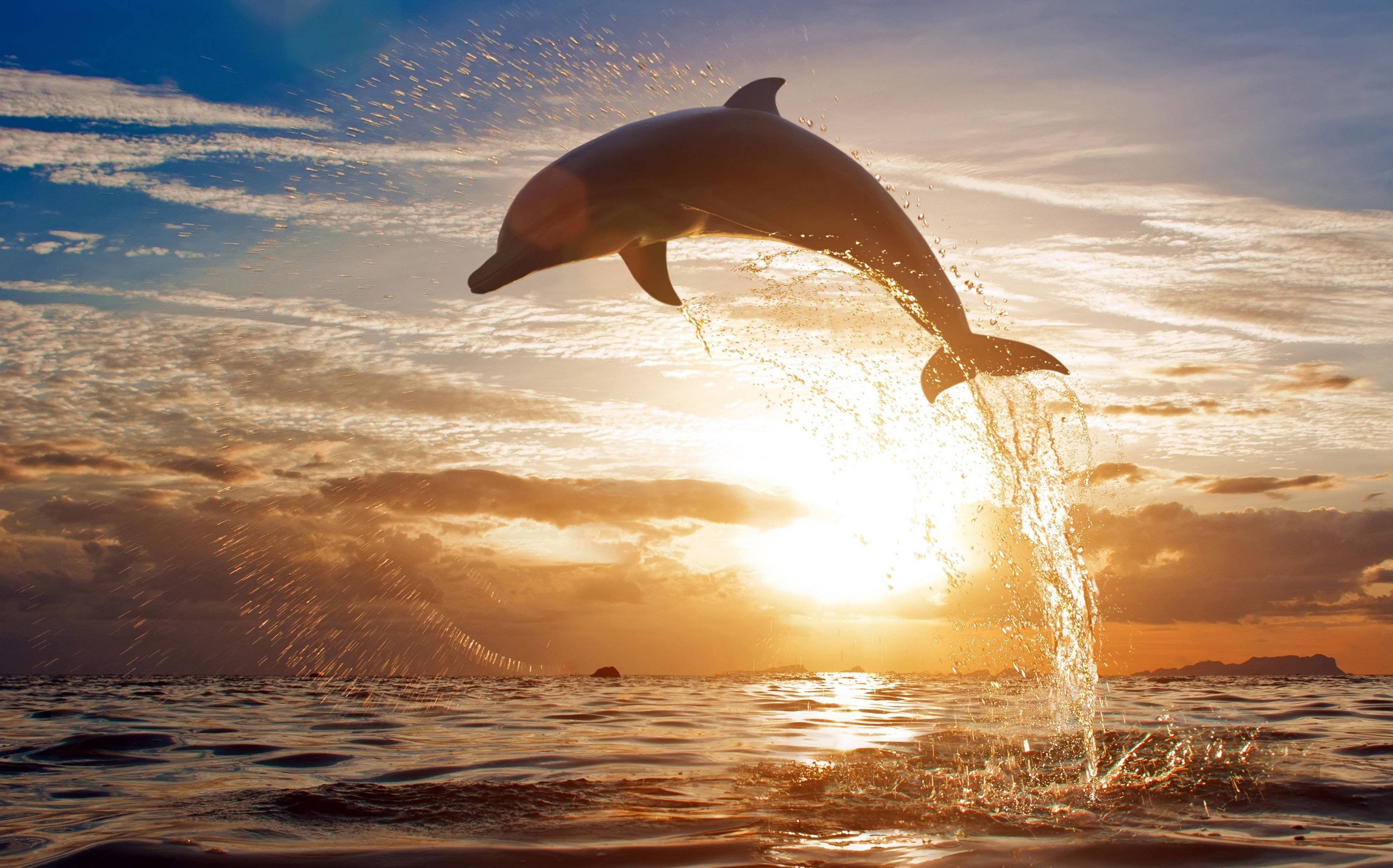 dolphin, sunset, ocean waves, 4K Desktop Wallpaper