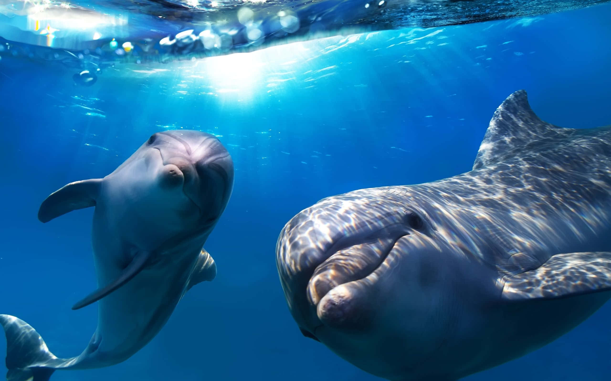 Cool Dolphin, deep blue sea, sunlit blue water, 2K Desktop Wallpaper