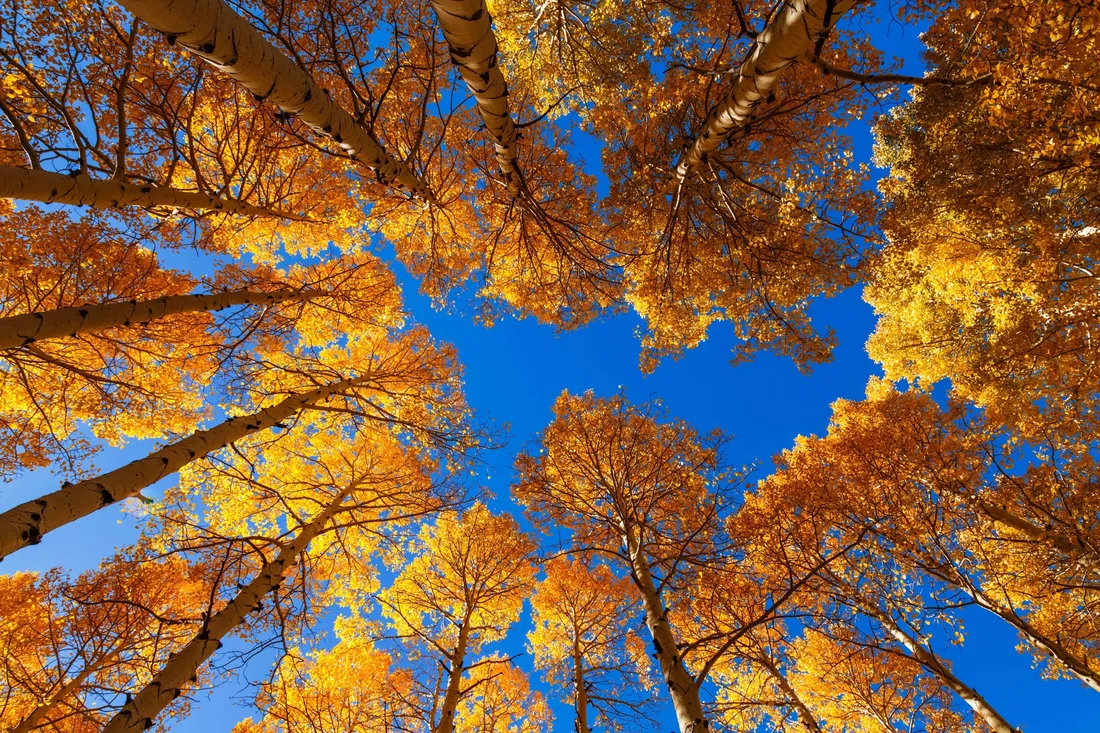 Cool Fall