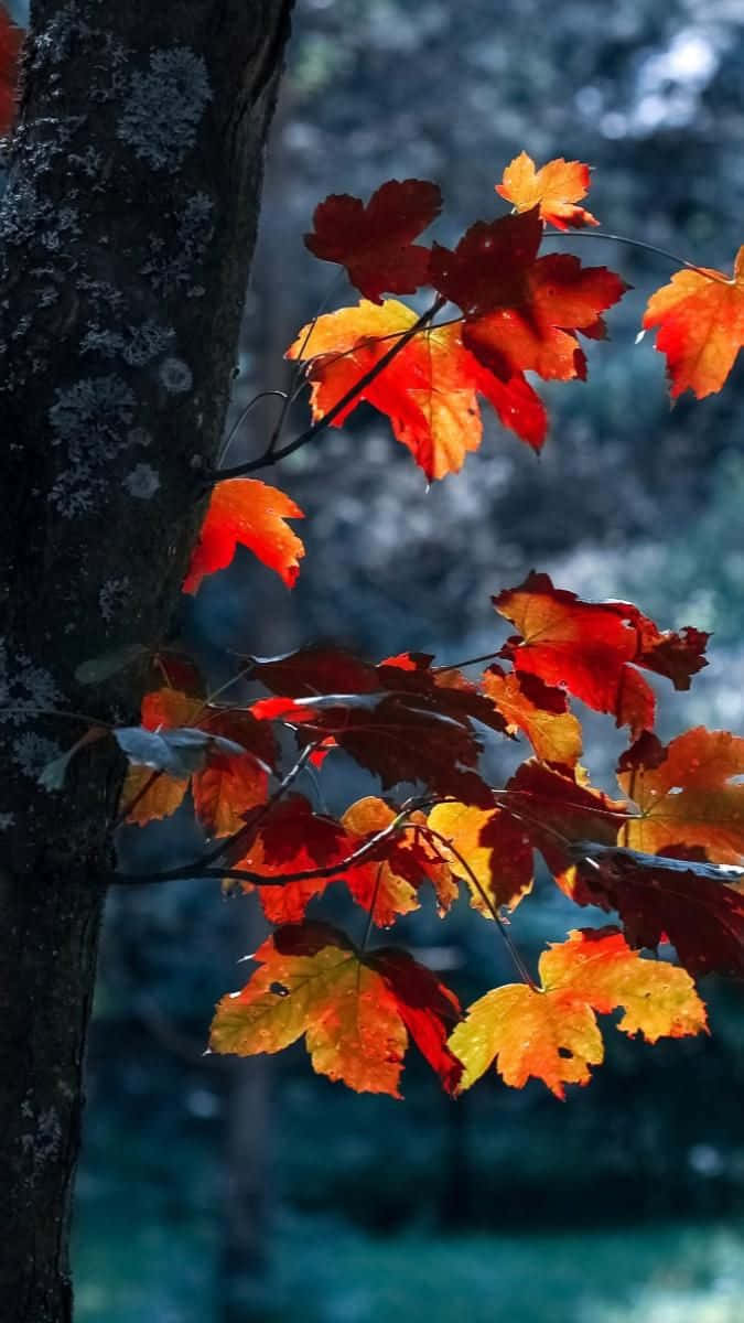 maple leaves, autumn forest, red and orange leaves, SD Phone Wallpaper